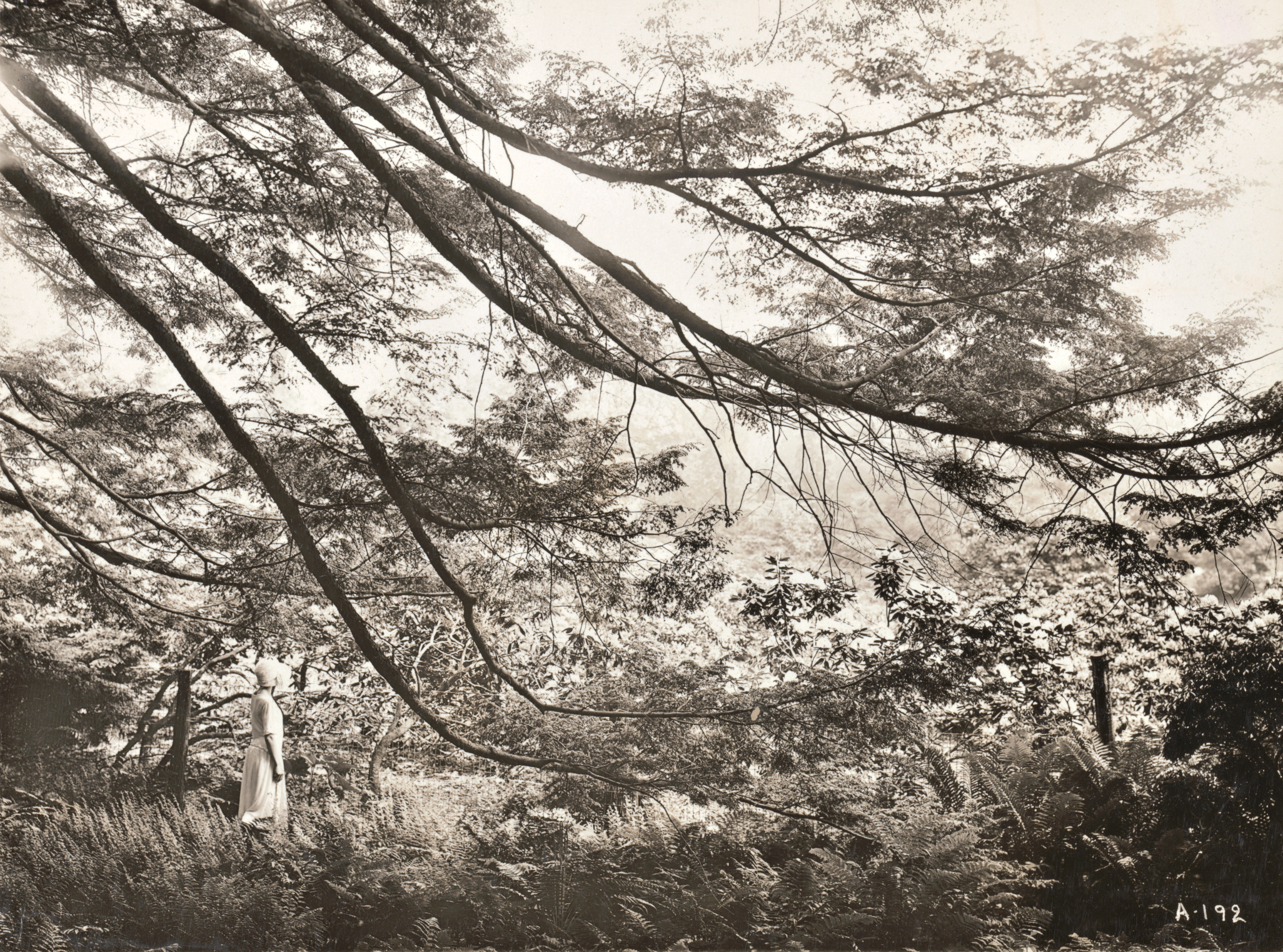 Black and white photograph of woman standing beneath low swooping hemlock branches