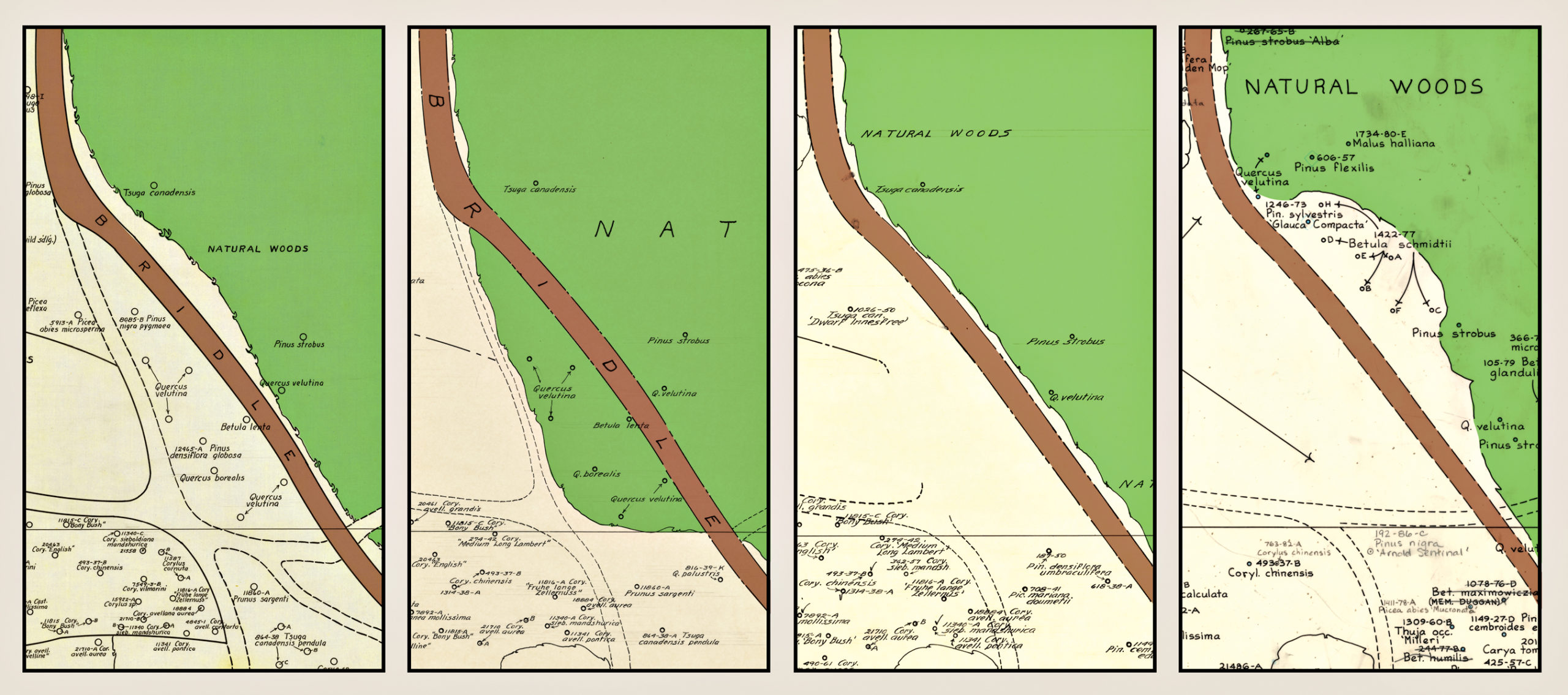 Four maps showing ebb and flow of woodland edge