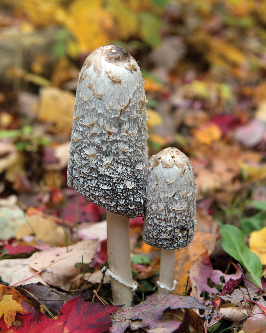 Photo of two gray mushrooms