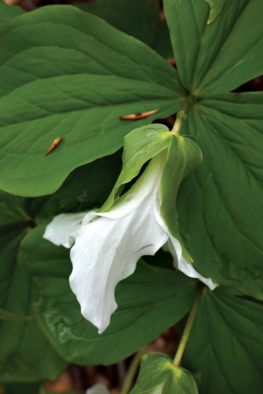 Photo of white trillium flowers