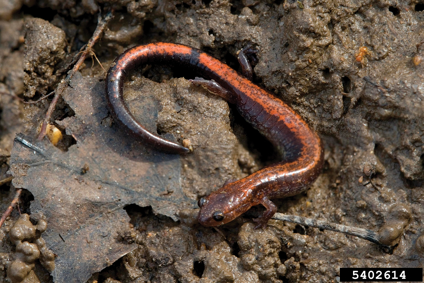 Photo of salamander