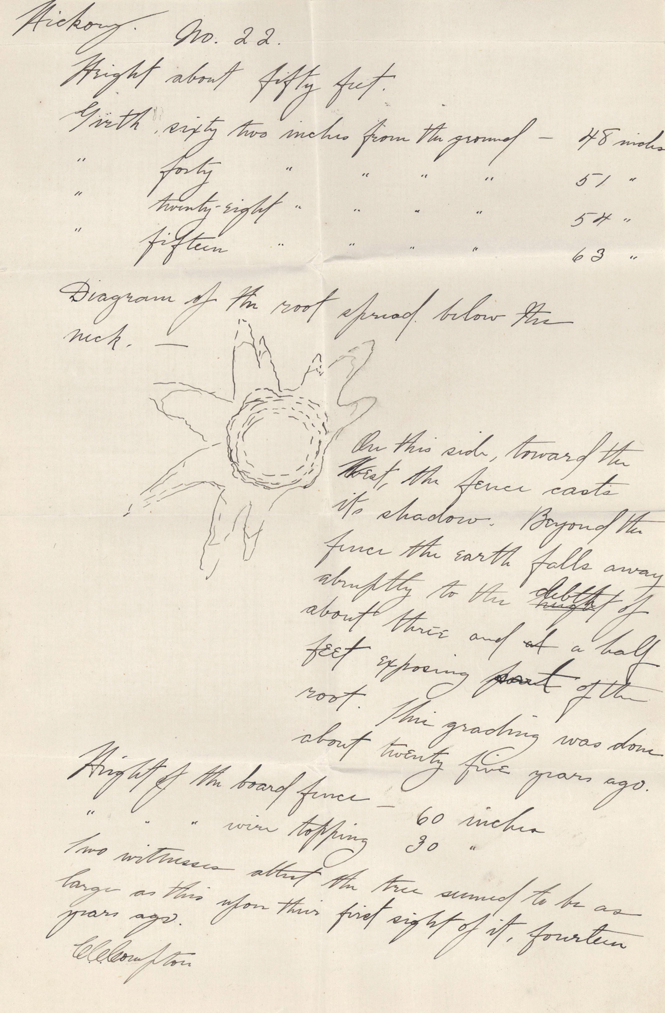 Letter with hand-drawn illustration of tree root flare