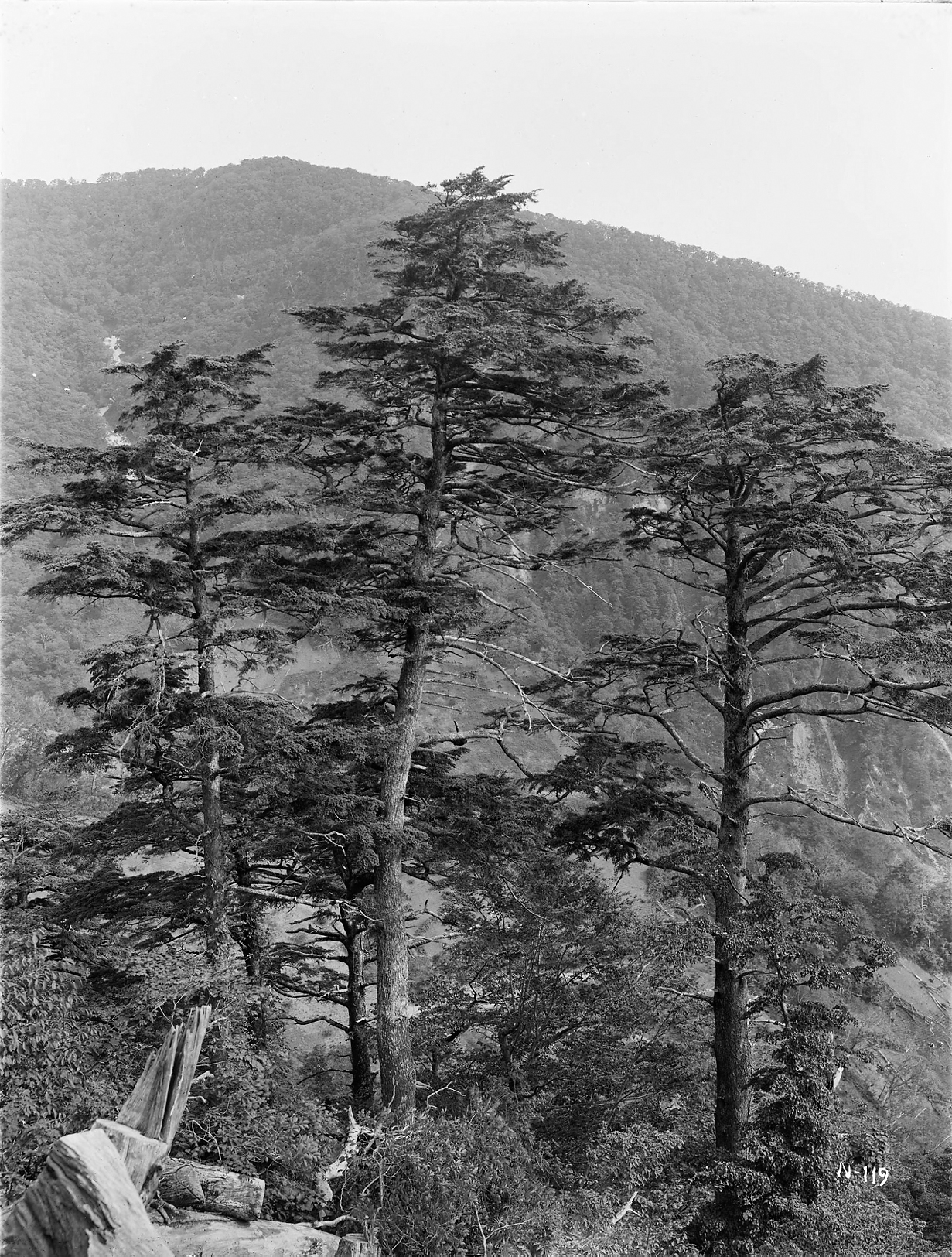 Black-and-white photograph of hemlock trees