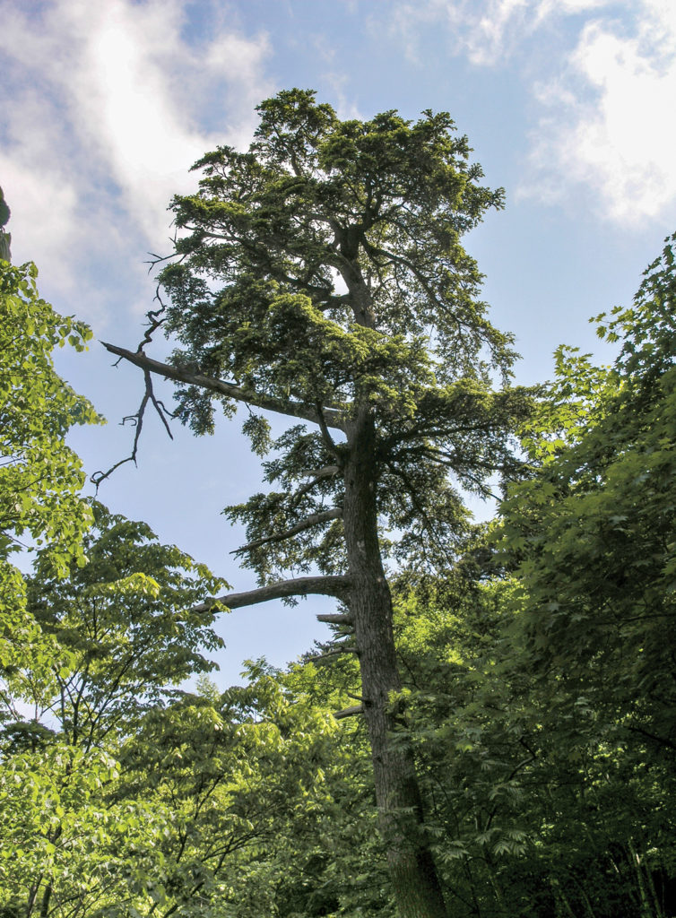Photo of large hemlock tree
