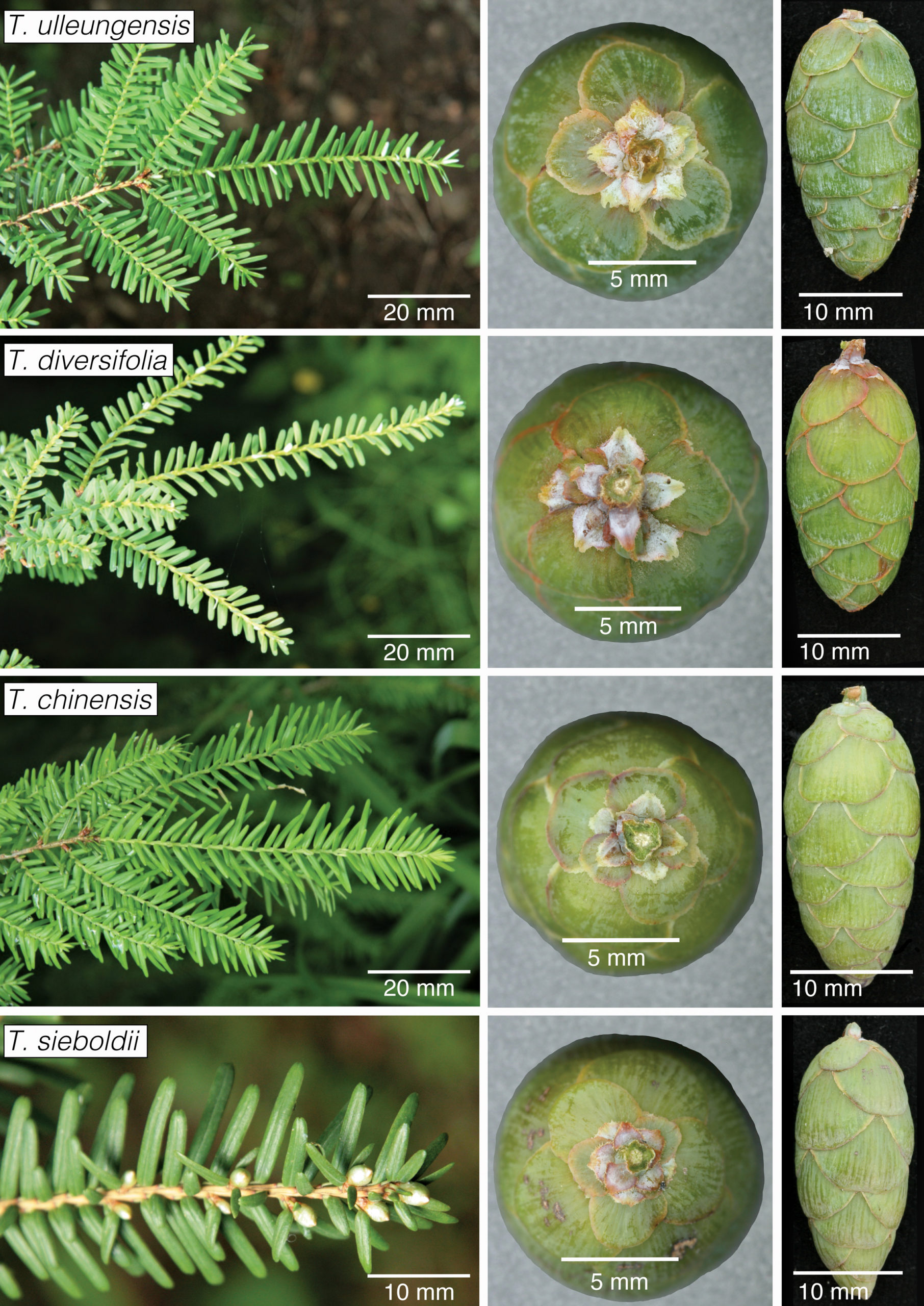 Composition comparing cones and foliage of three hemlock species