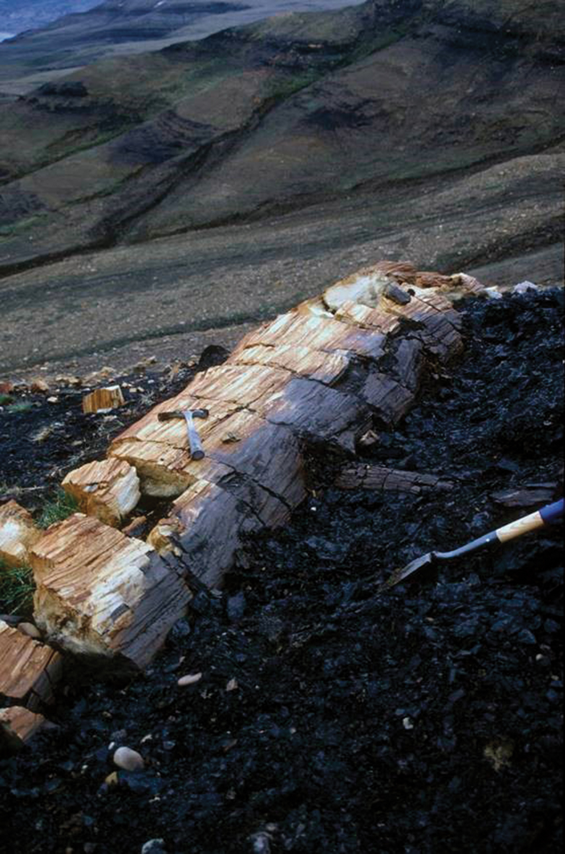 Fossilized trunk in landscape with rock pick for scale