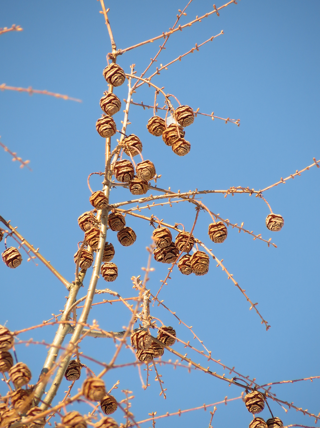 Metasequoia cones in winter