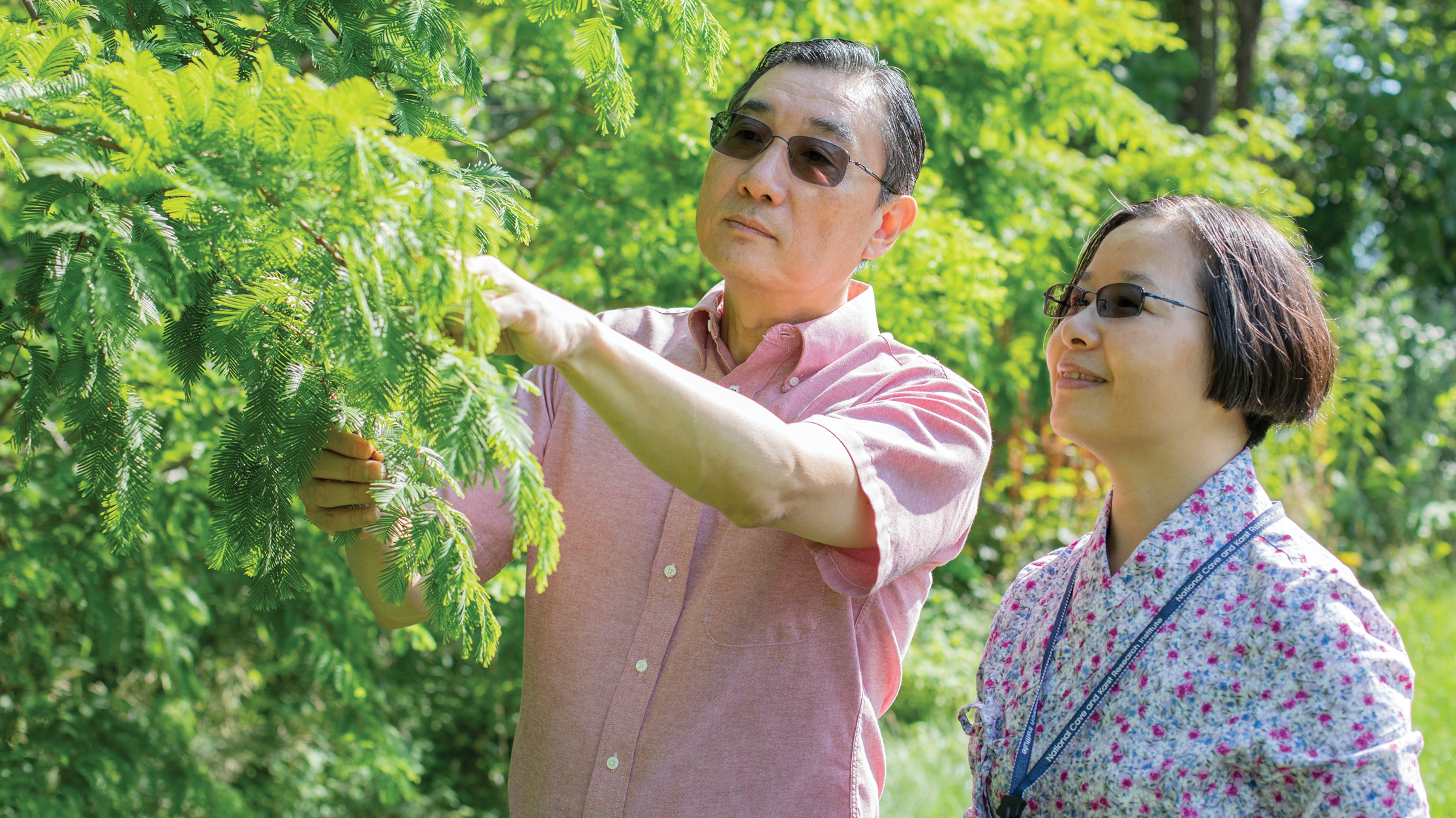 Two individuals looking at green foliage of dawn redwood