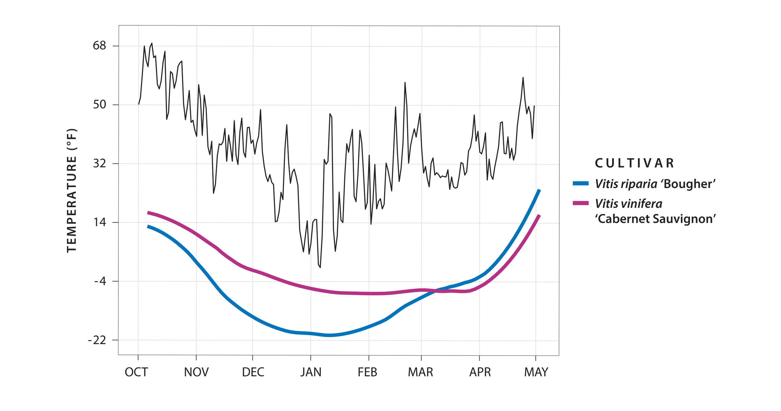 Figure of dormancy curves for two types of grapes