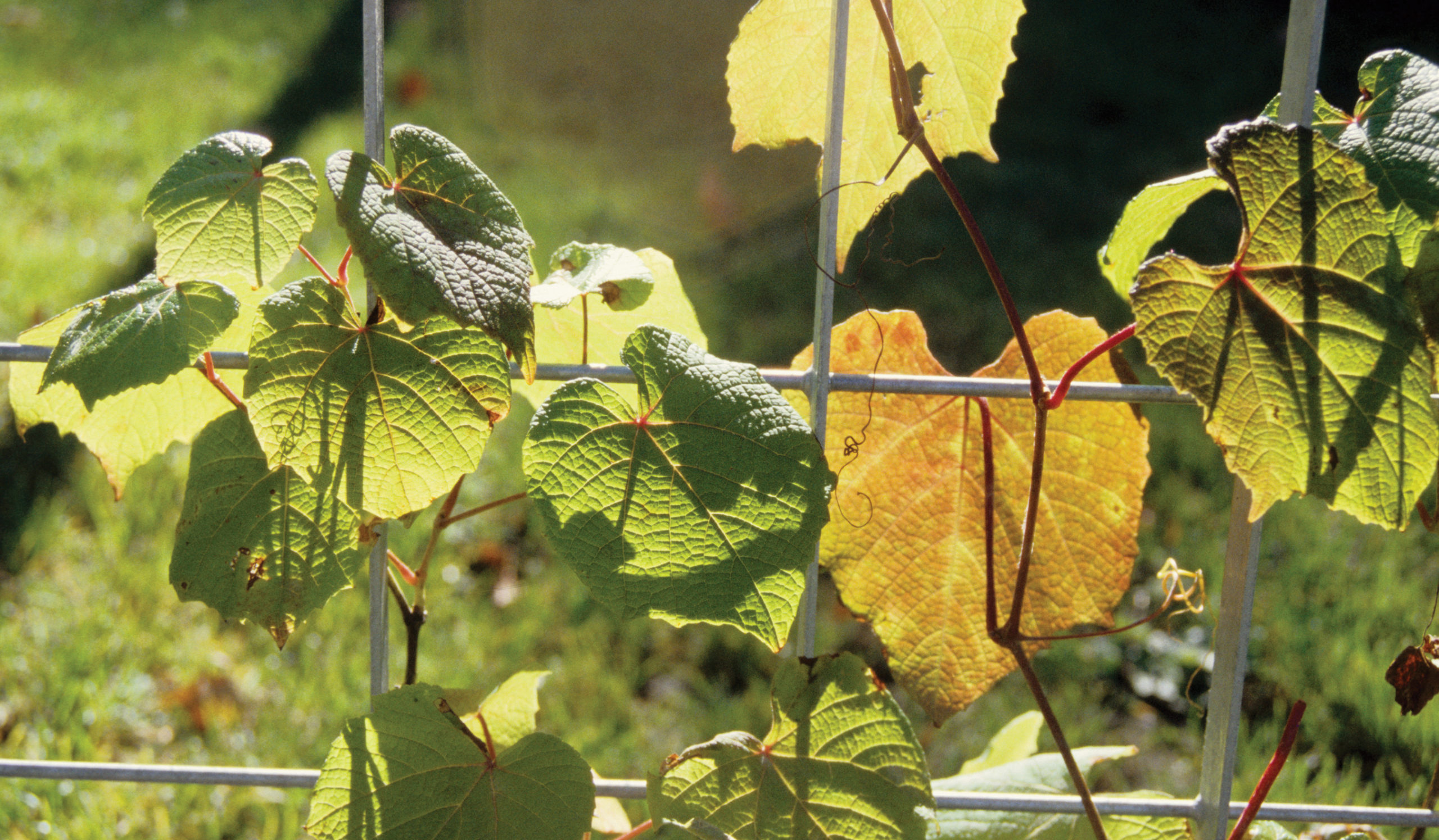 Leaves of gloryvine grape back-lit with sun