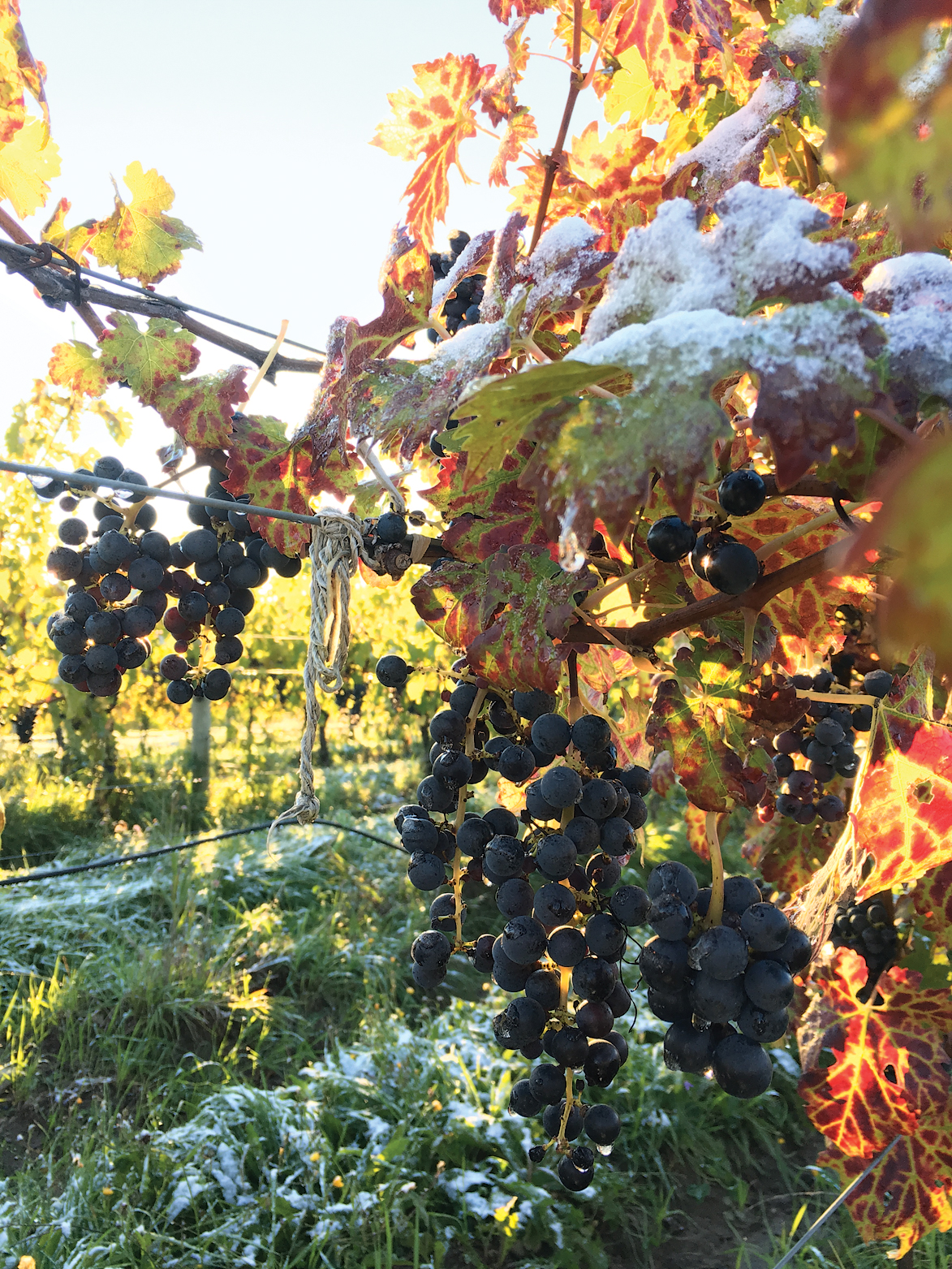 Snow on grape leaves and fruit