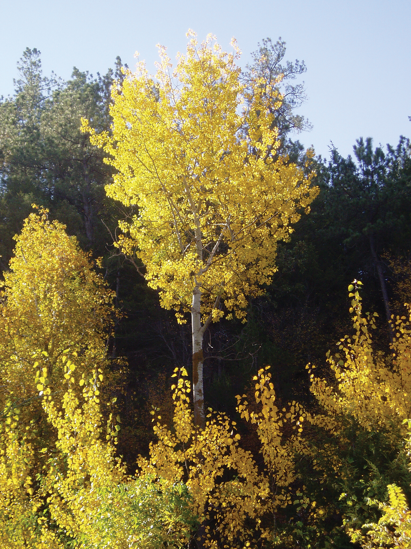 Poplar tree turning yellow in fall