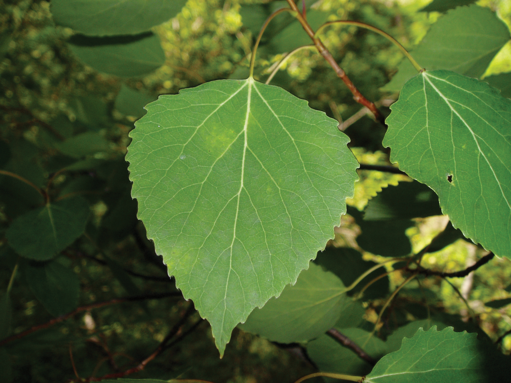 Green leaf