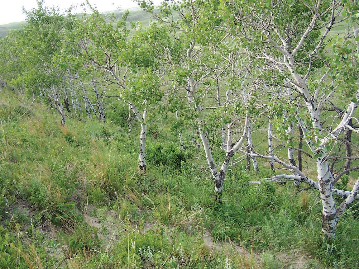 Aspens growing on rolling prairie hills