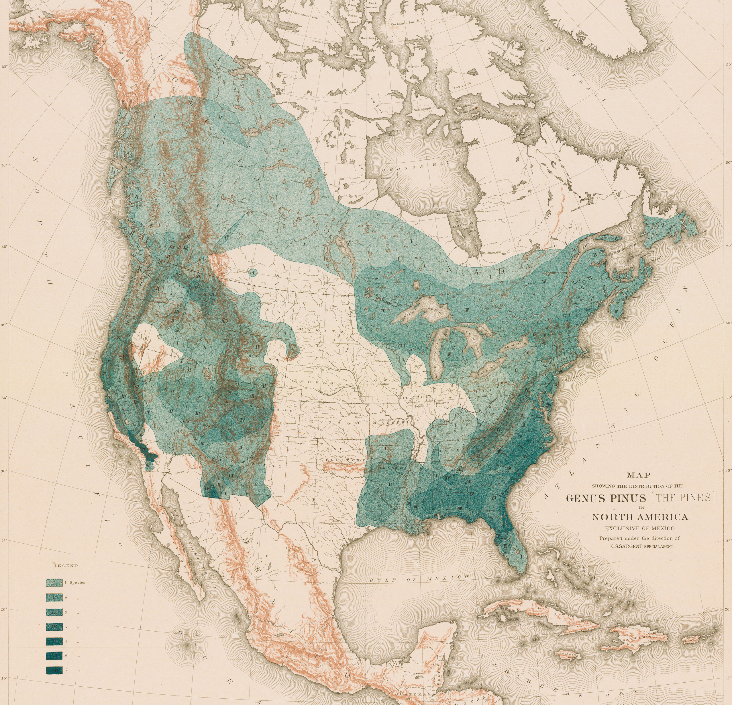 Map showing density of pine species across North America