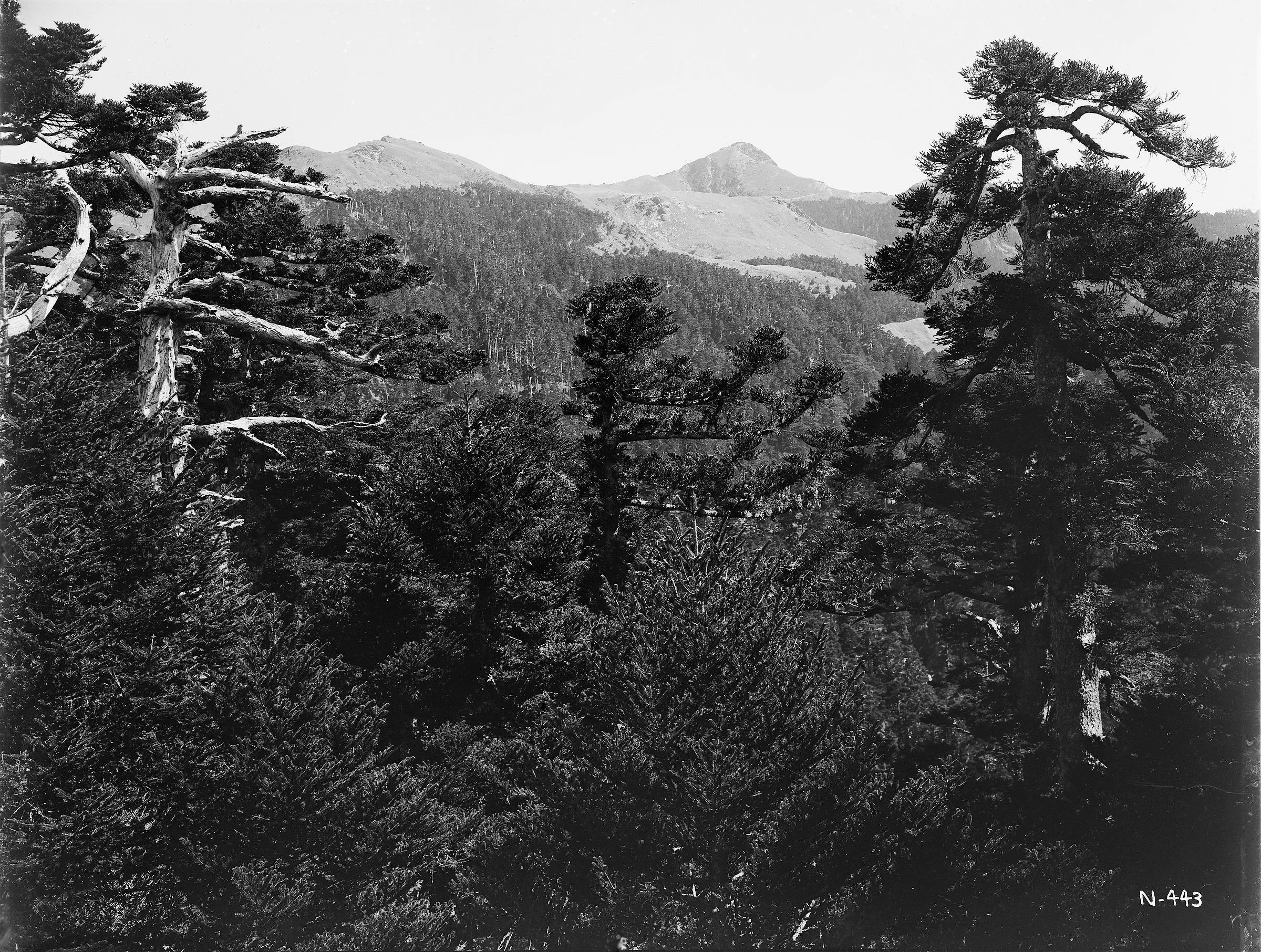 Black-and-white photograph of mountains with trees in foreground