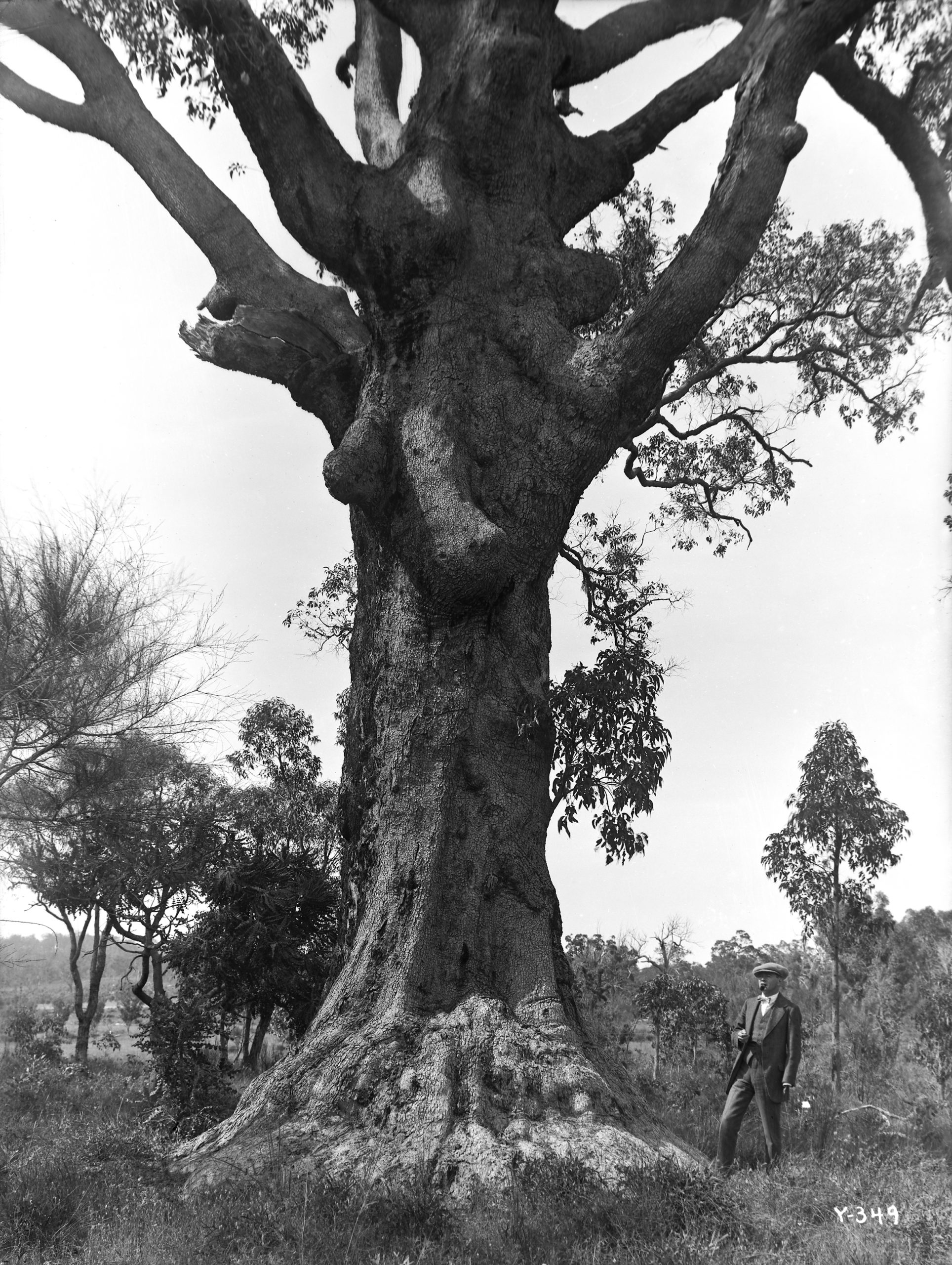 Black-and-white photograph of man standing beneath large tree