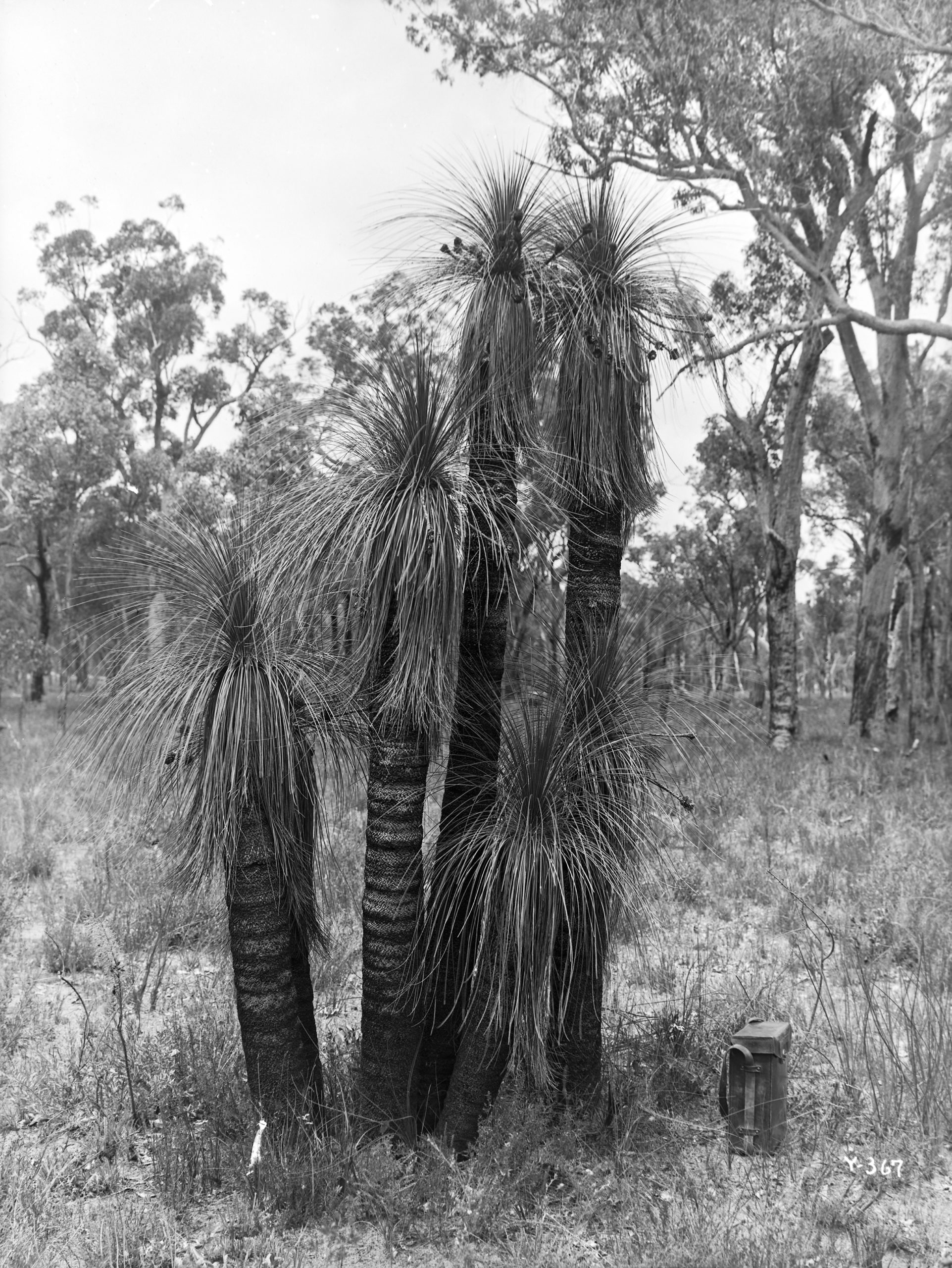 Black-and-white photograph of plant