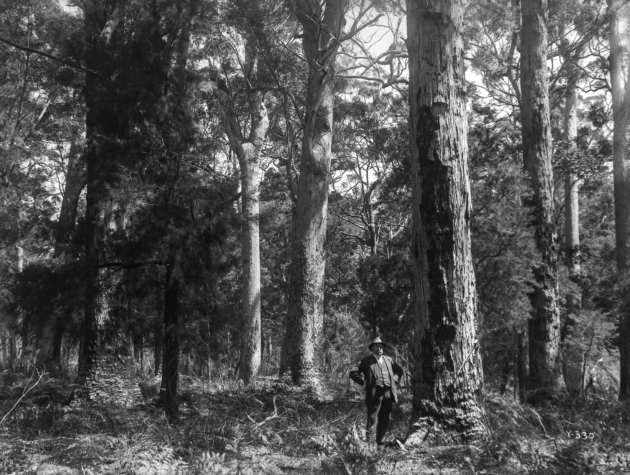 Black-and-white photograph of Wilson stranding in shaded grove