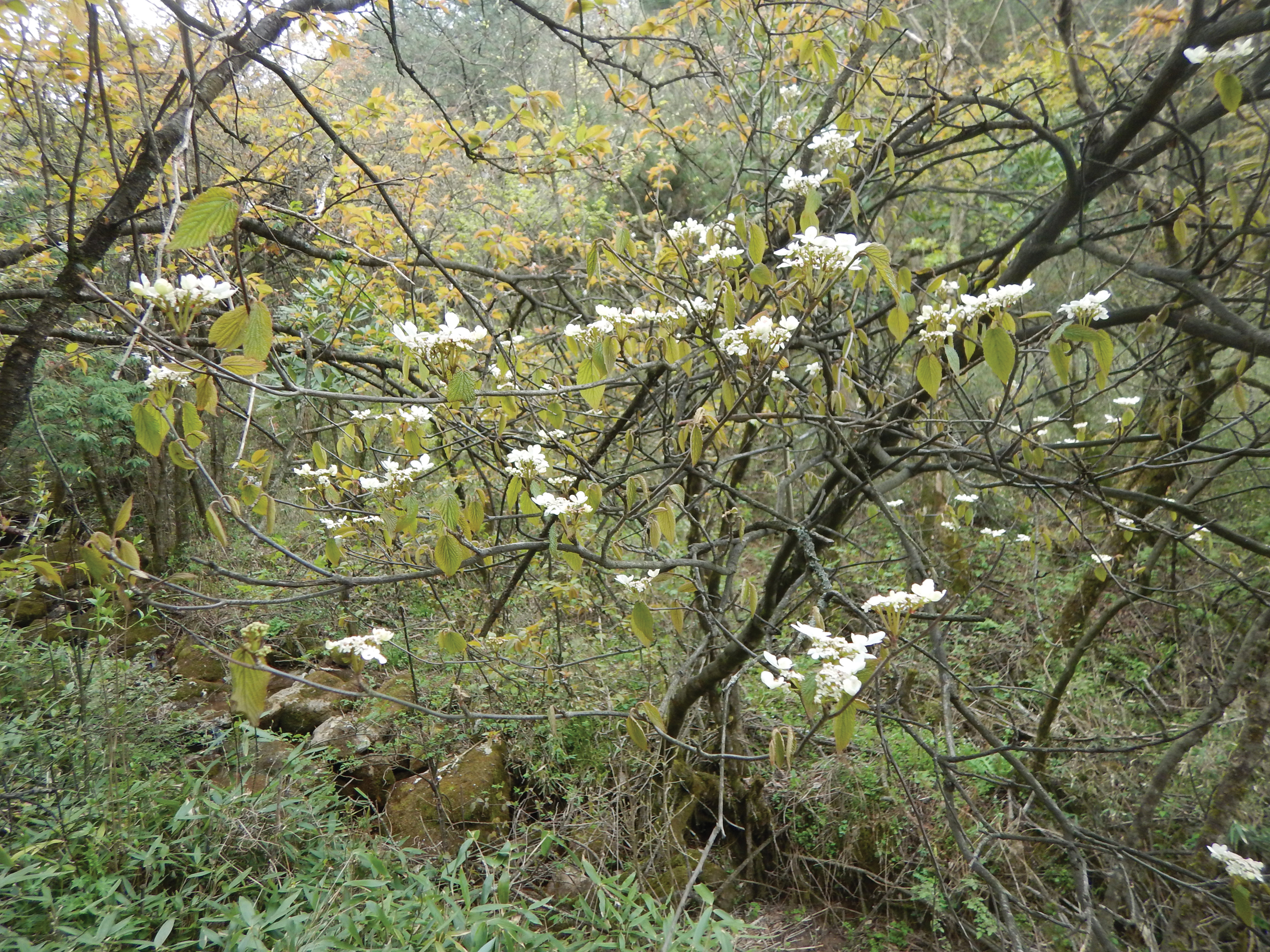 Viburnum with white flowers growing in thicket