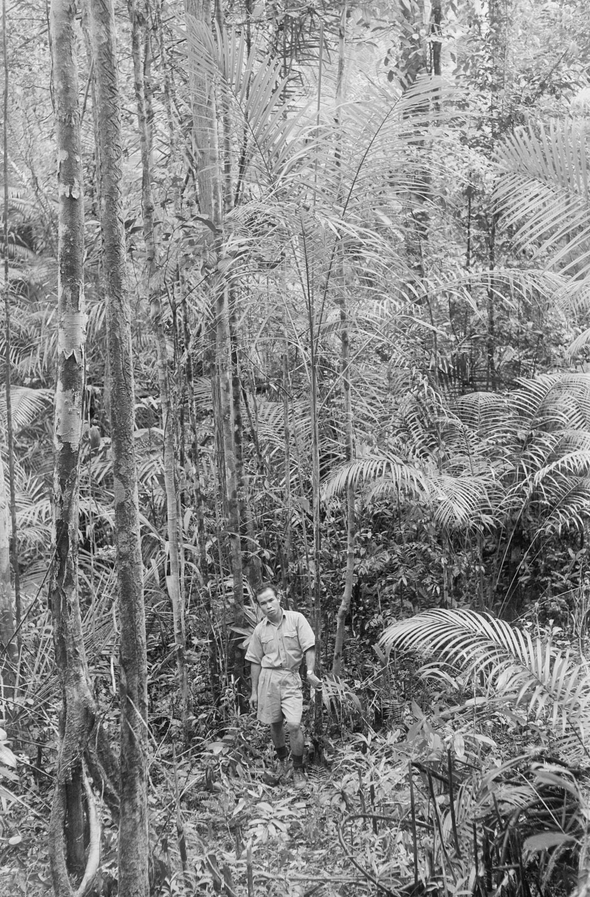 Photo of man standing in tropical forest