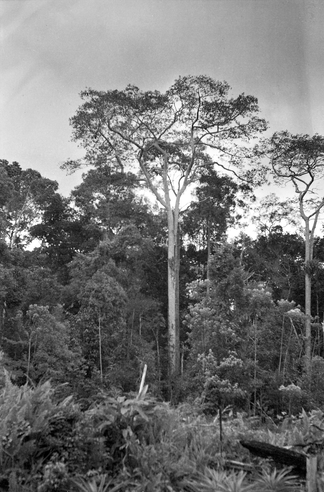 Black-and-white photograph of tropical forest trees