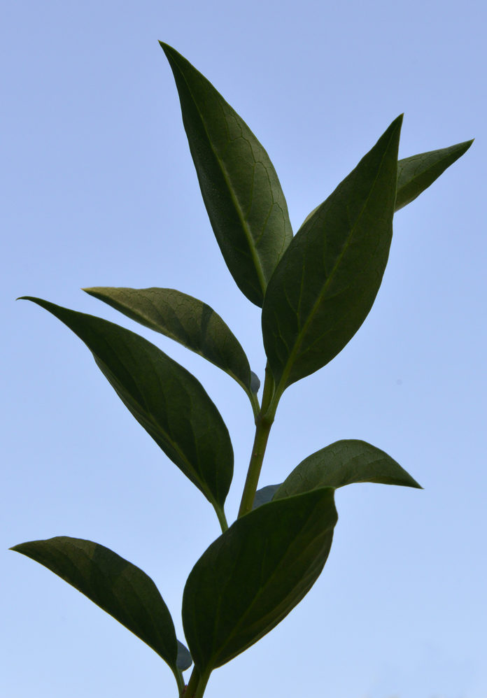 Leaves of Forsythia 'Meadowlark'