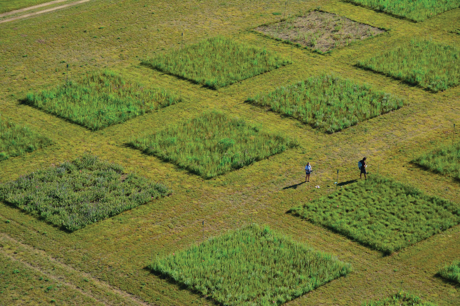 Aerial photo of rectangular research plots