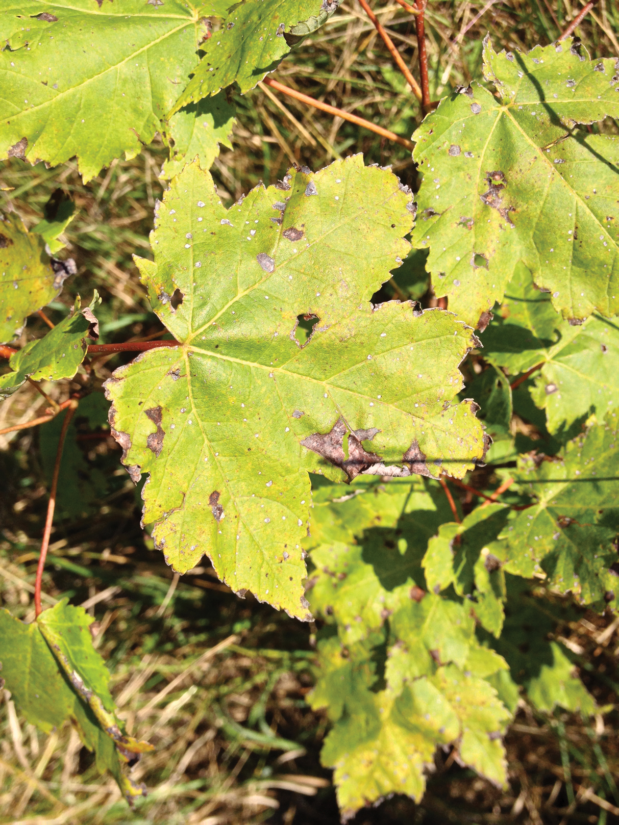 Red maple leaves with brown anthacnose spots