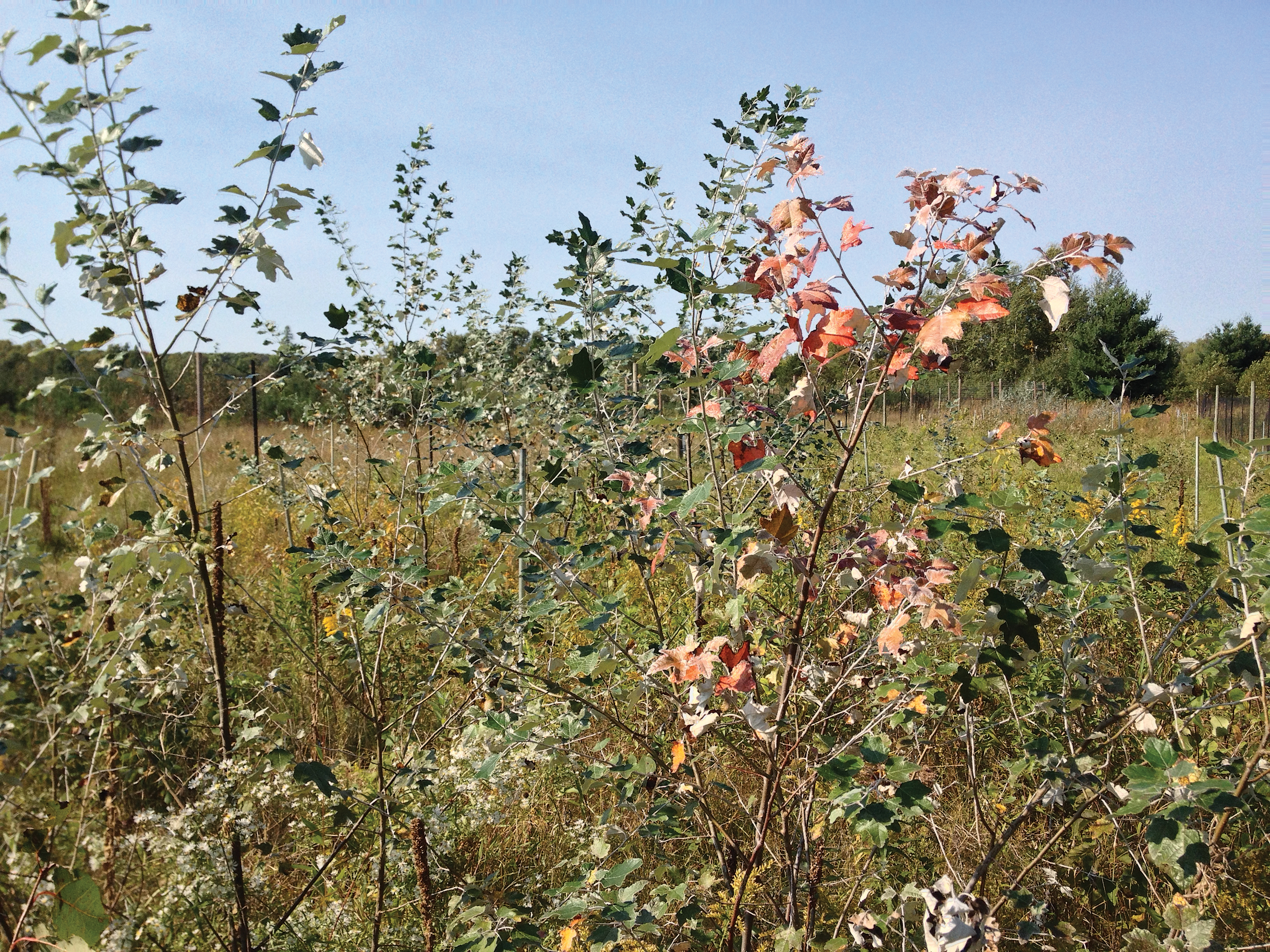 Aspens growing in research plot