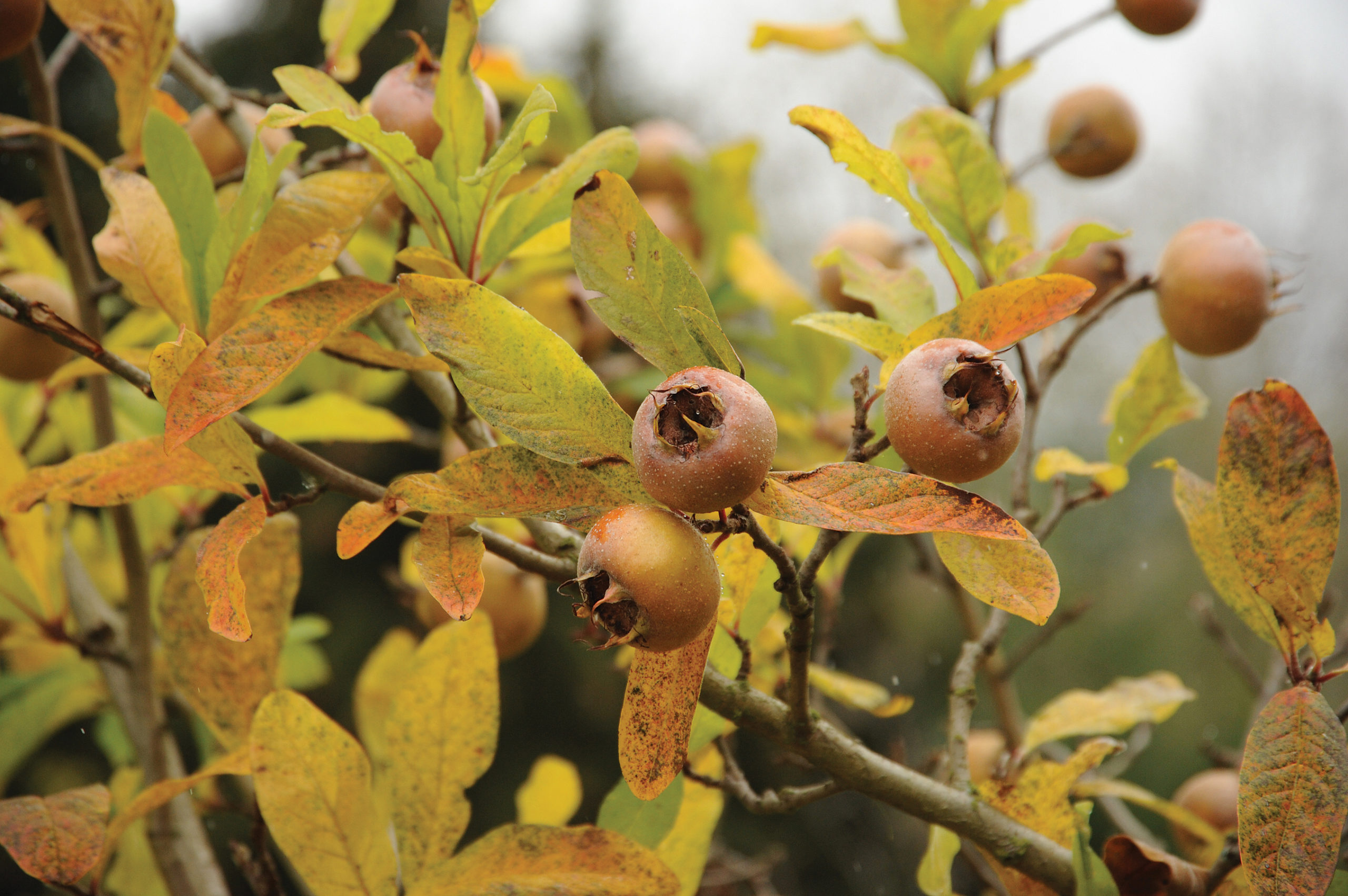 Ripe medlar fruit on branch in autumn