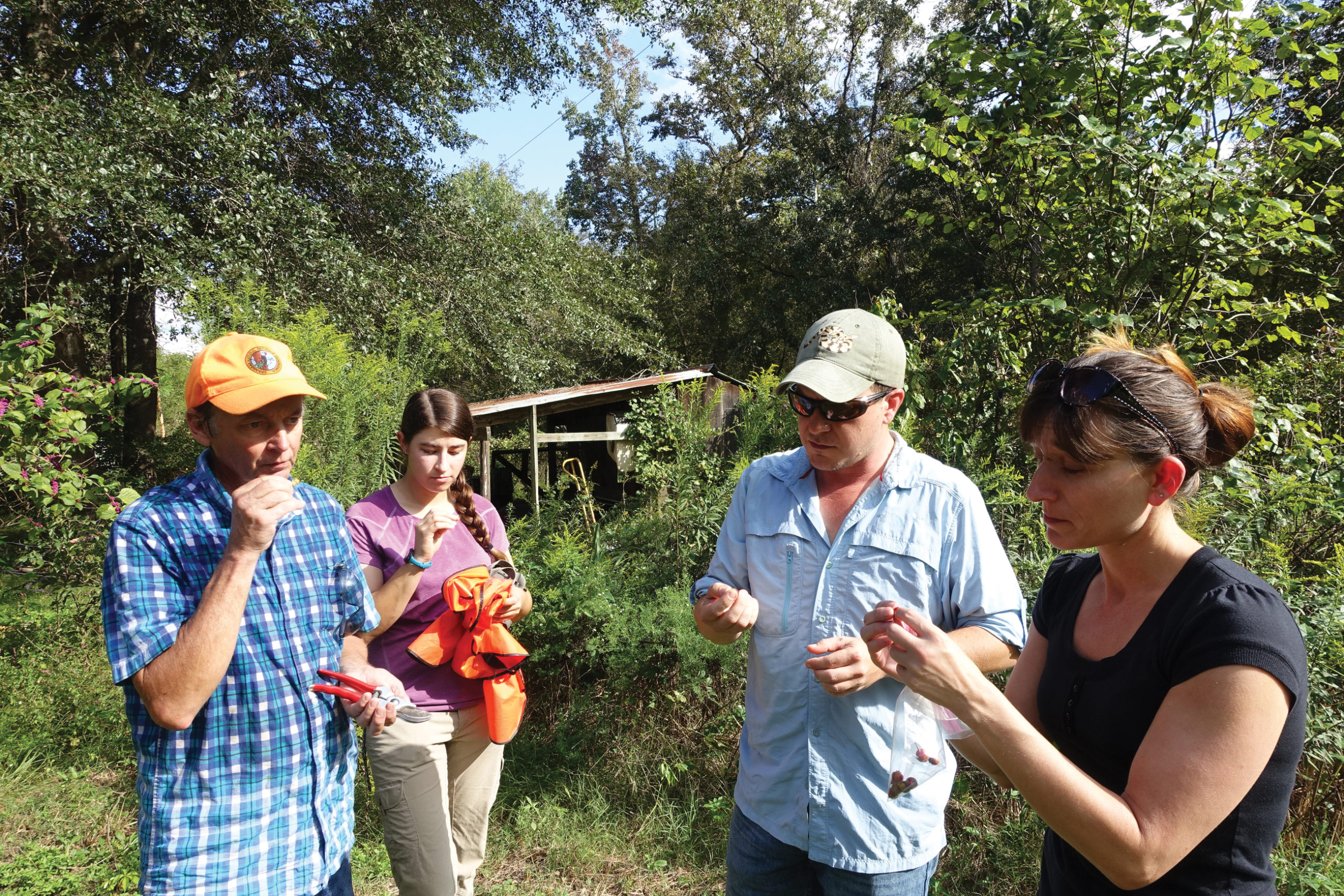 Four individuals sampling medlar fruit in sun-drenched yard