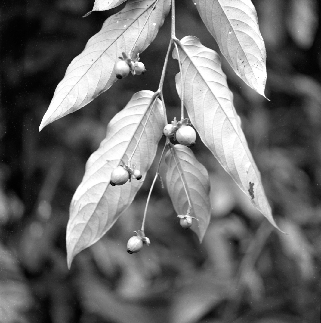 Black-and-white photograph of tropical plants