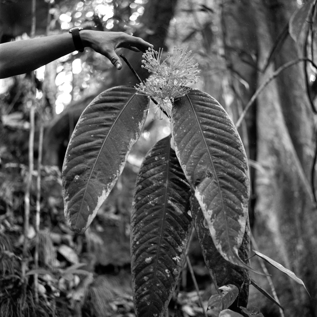 Black-and-white photograph of tropical plants