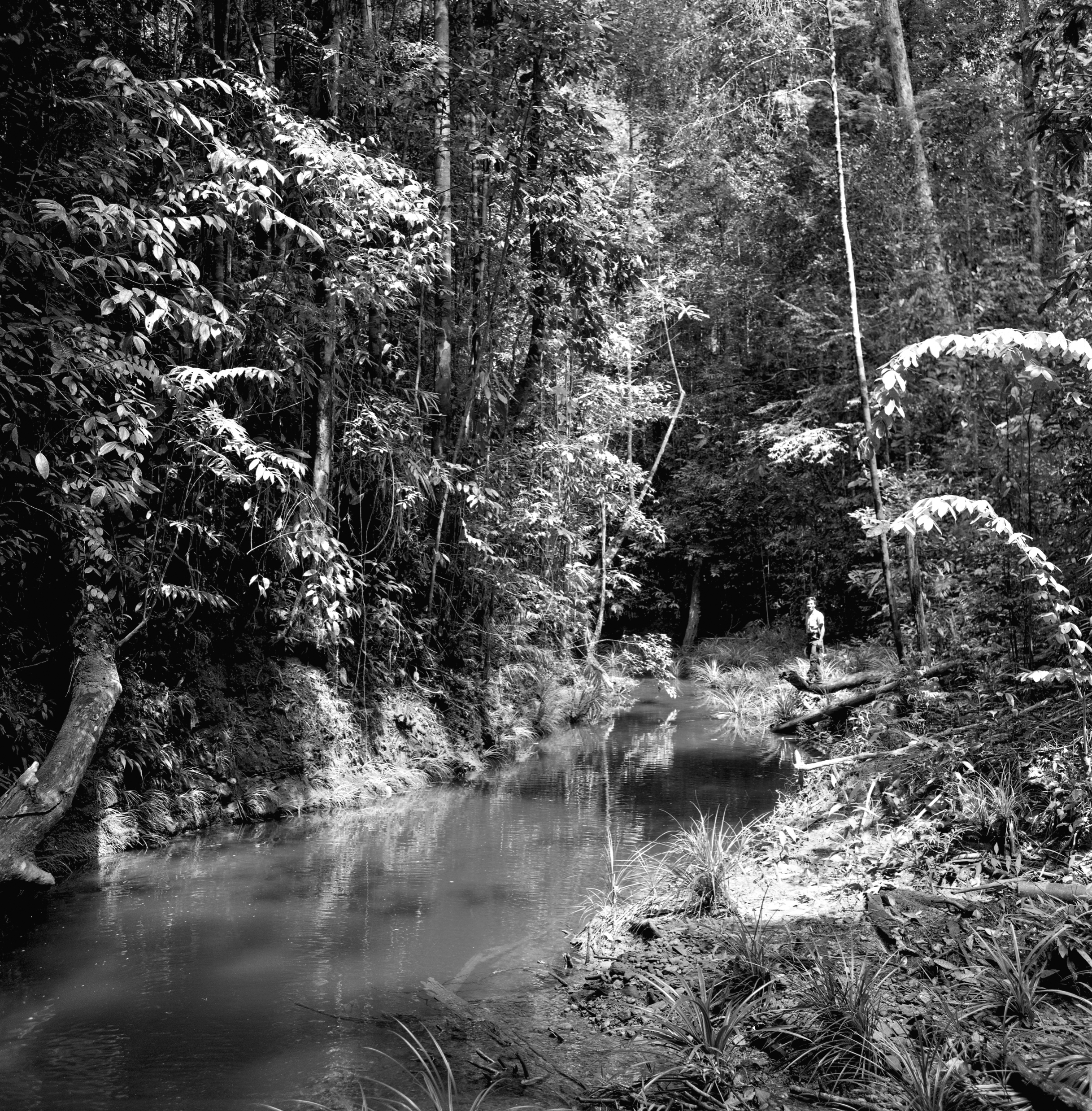 Black-and-white photograph of man standing on limb overhanging rainforest creek. Tall trees tower on all sides.