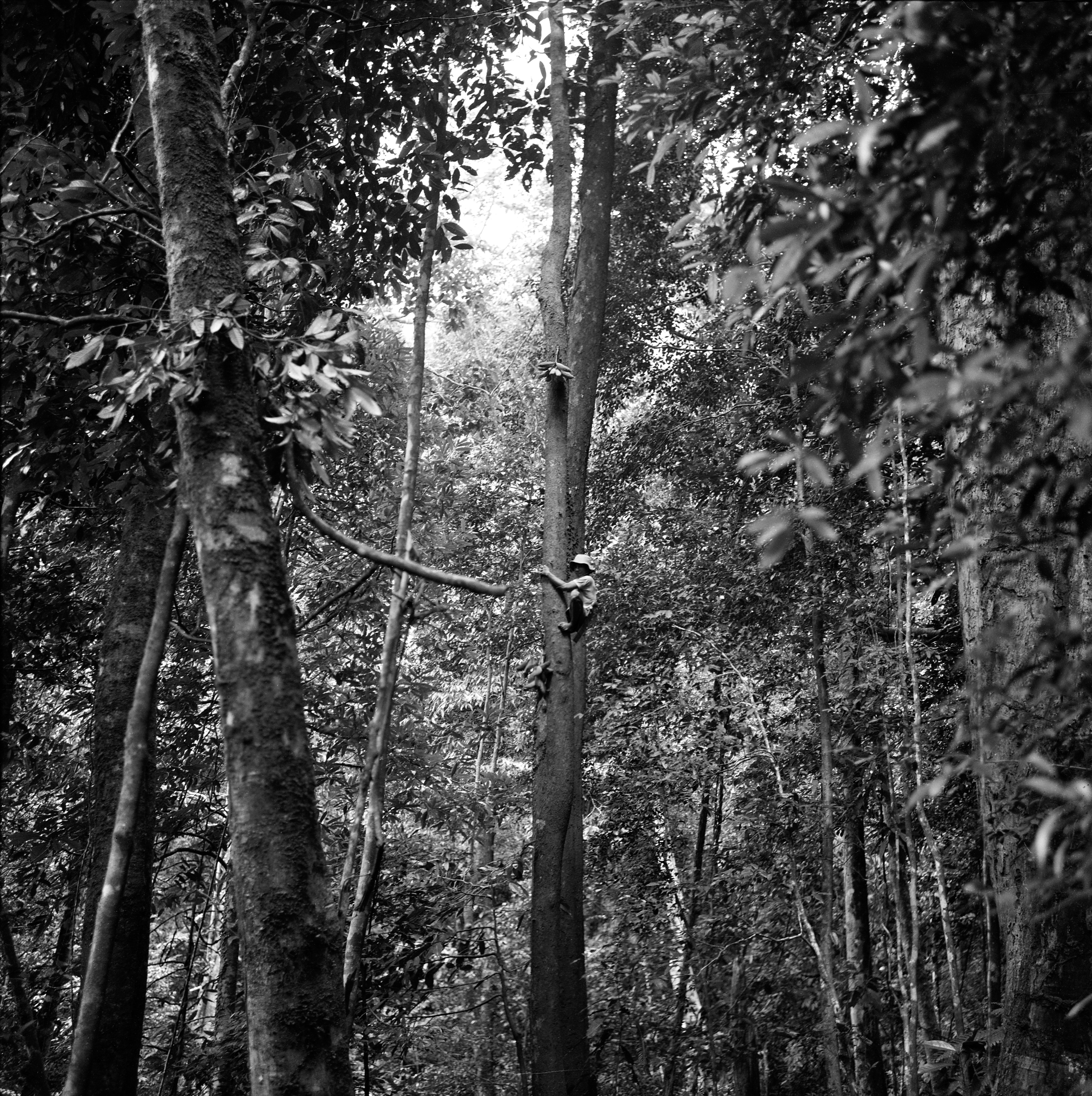 Black-and-white photograph of man climbing trunk of tree