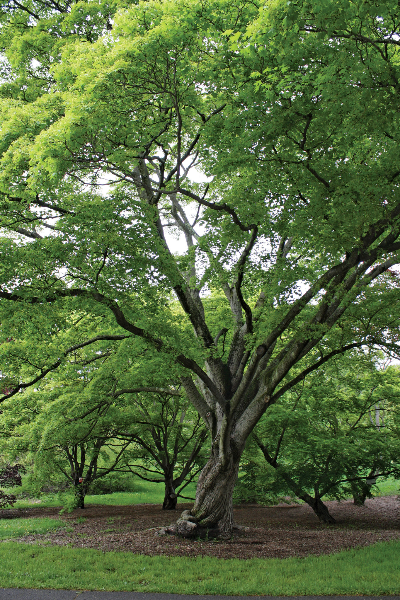 Leaning into Legend: Acer mono - Arnold Arboretum