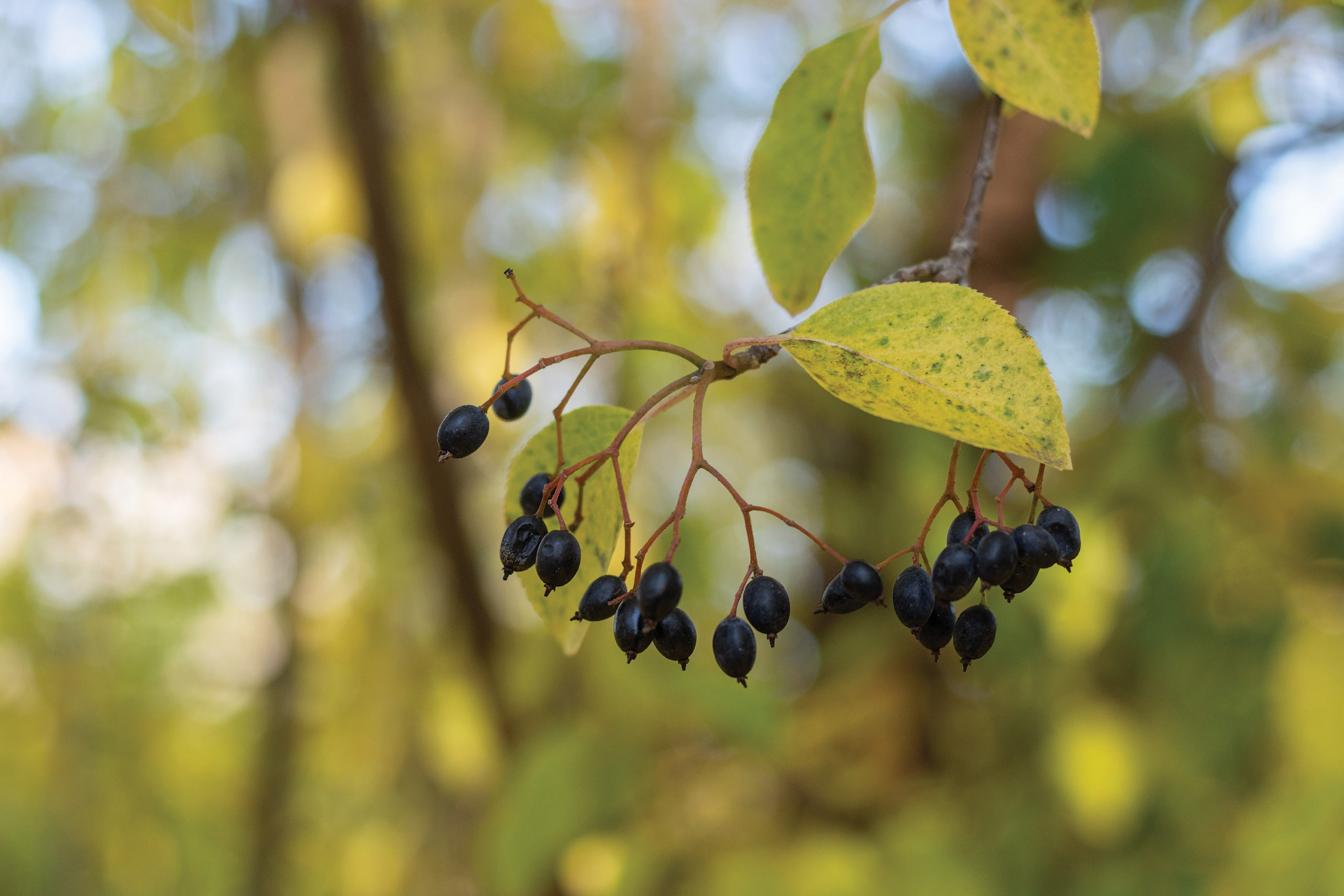 Photograph of dark blue viburnum fruit with yellow fall foliage