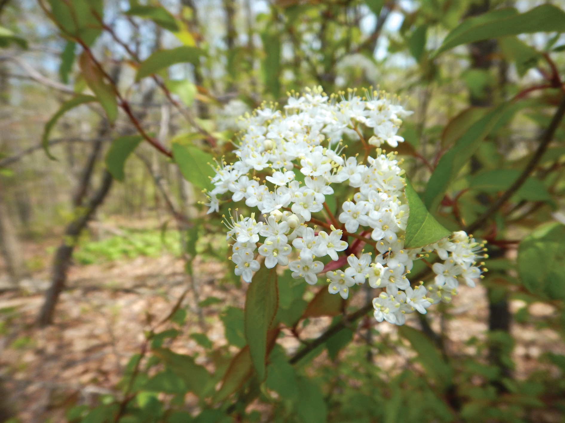 Photo of open Viburnum flowers