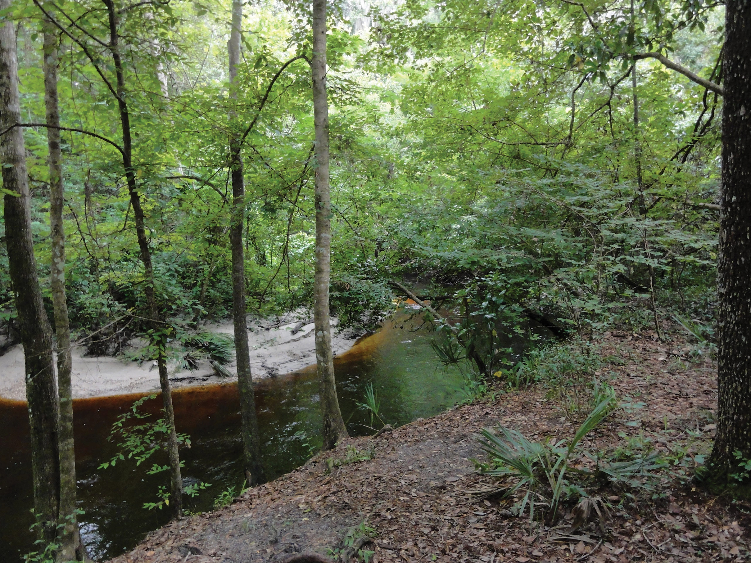 Photo of sandy habitat in Florida with black-water creek