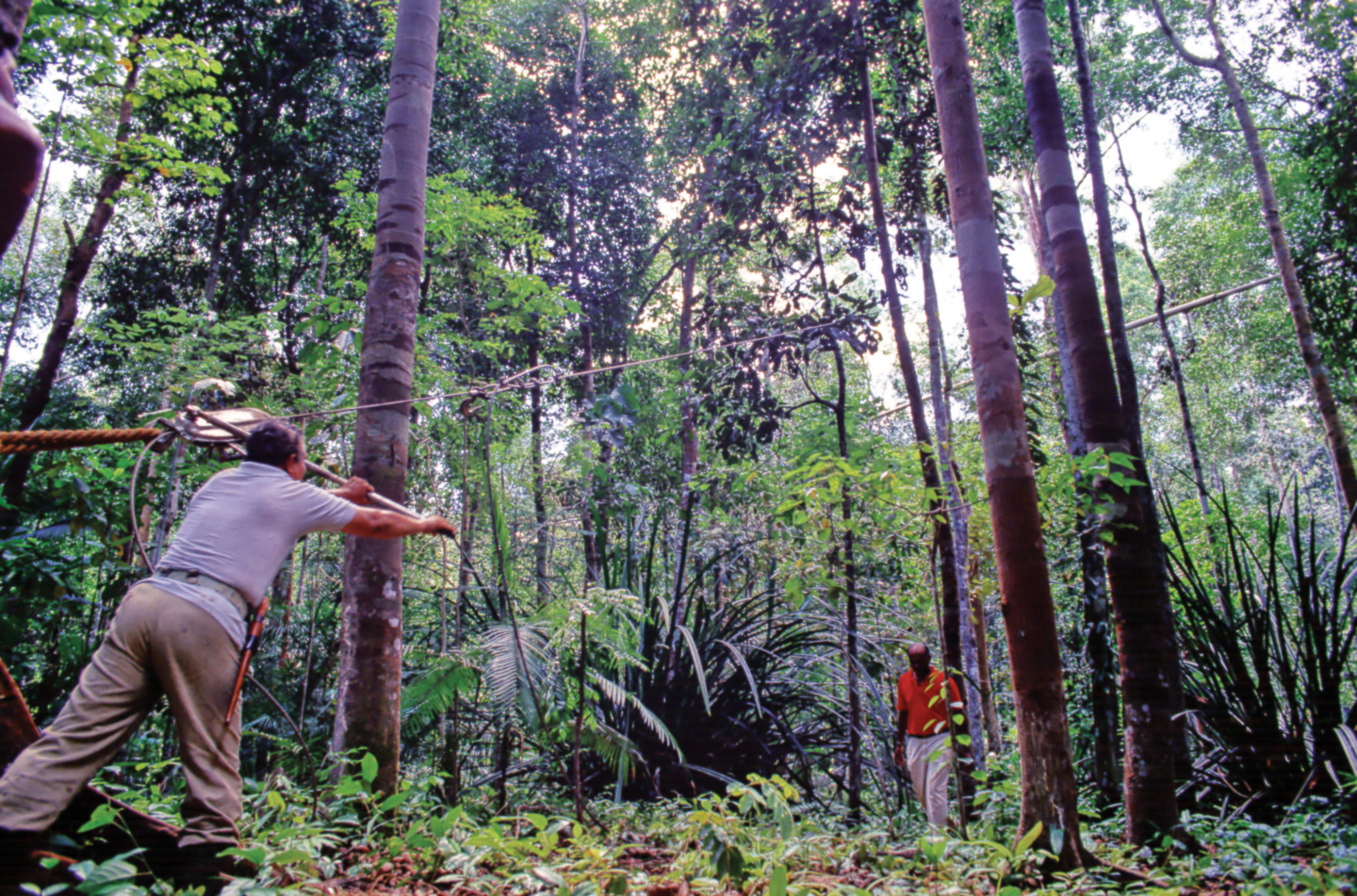 Photograph of botanists working in forest research plot