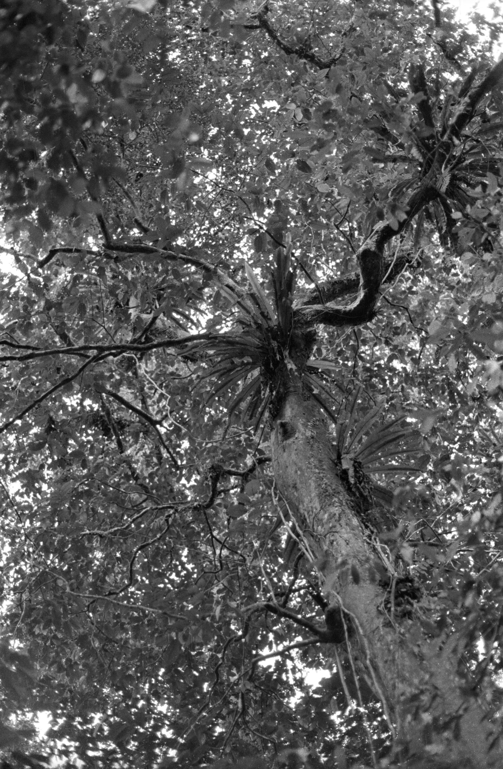 Black-and-white photograph looking into tree canopy