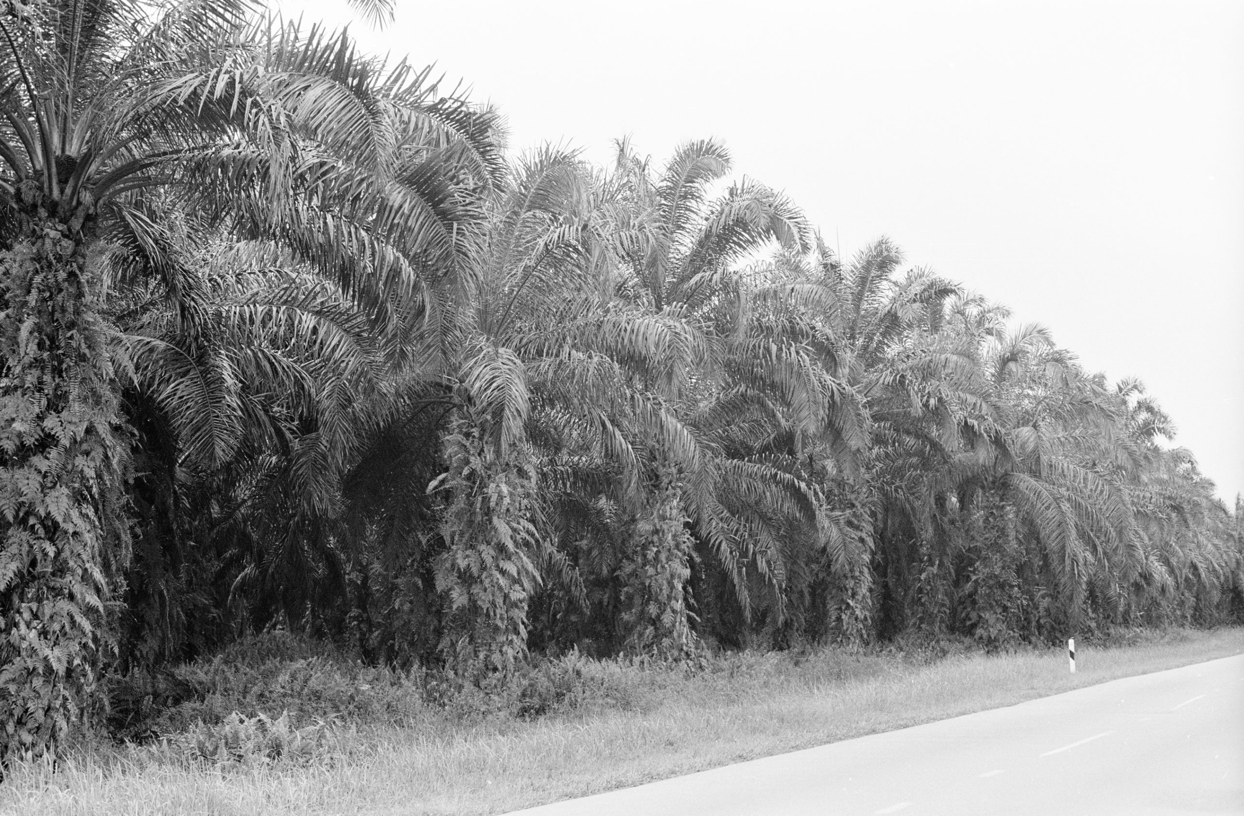 Black-and-white photograph of oil palm plantation