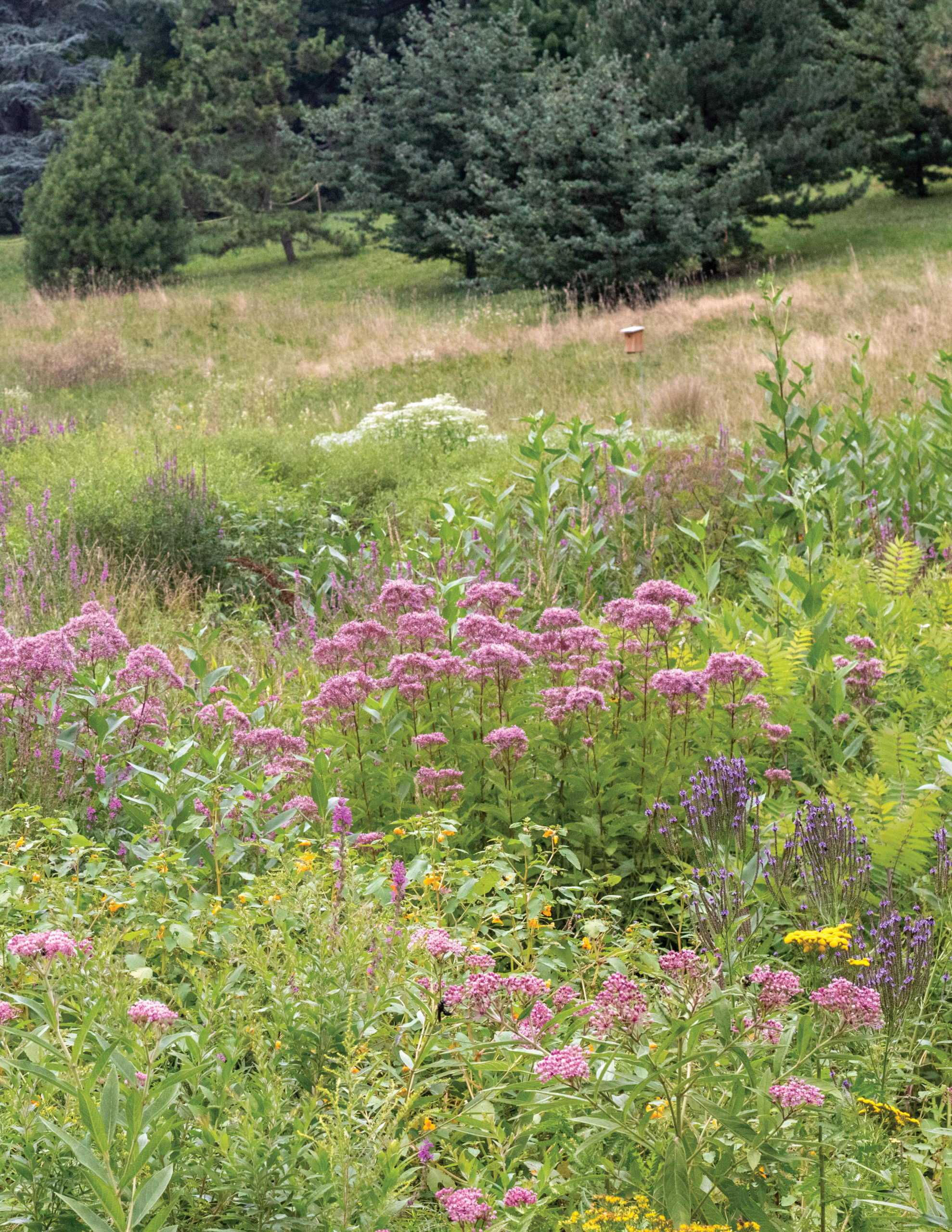 Wildflowers blooming