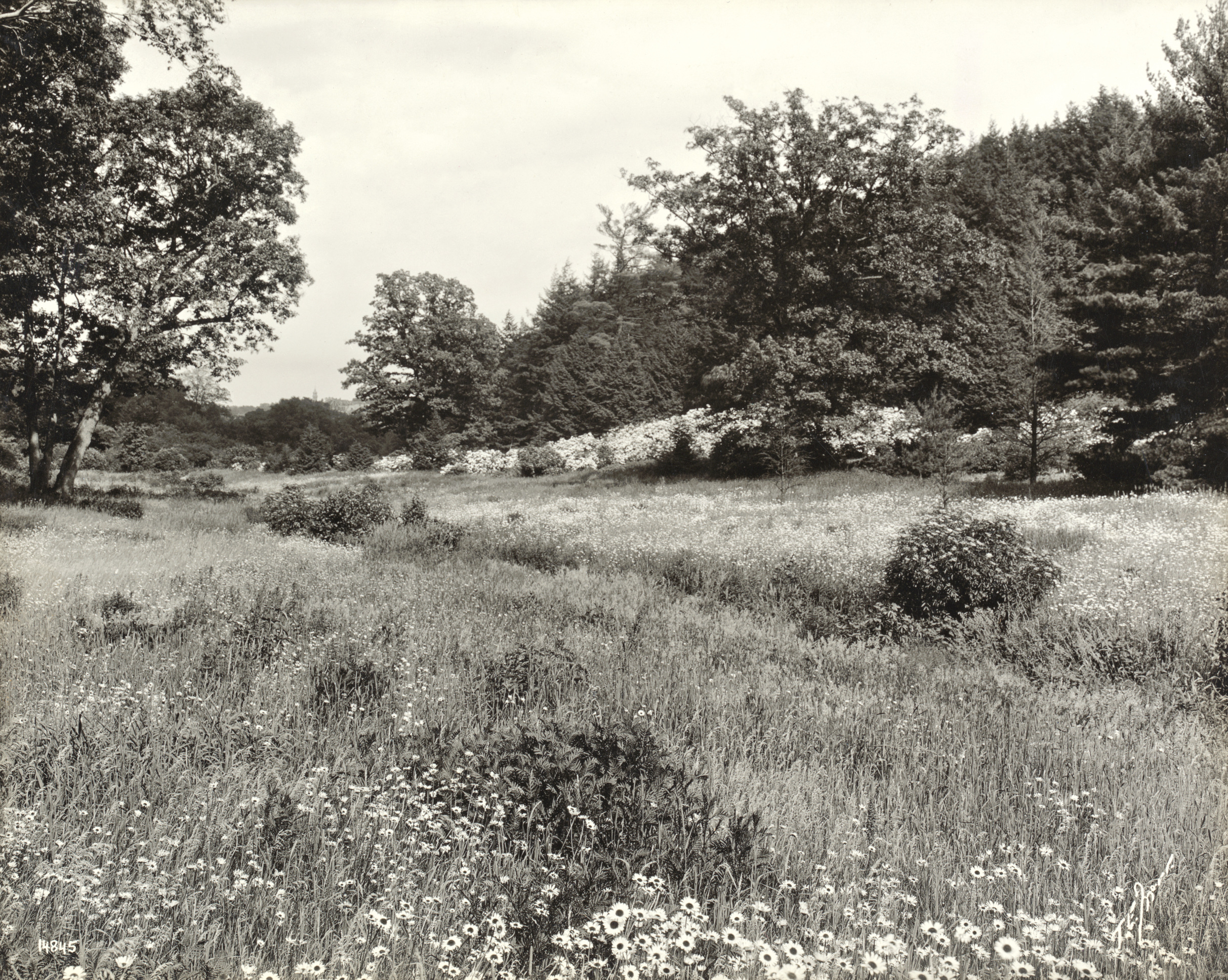 Black and white photograph of Bussey Brook