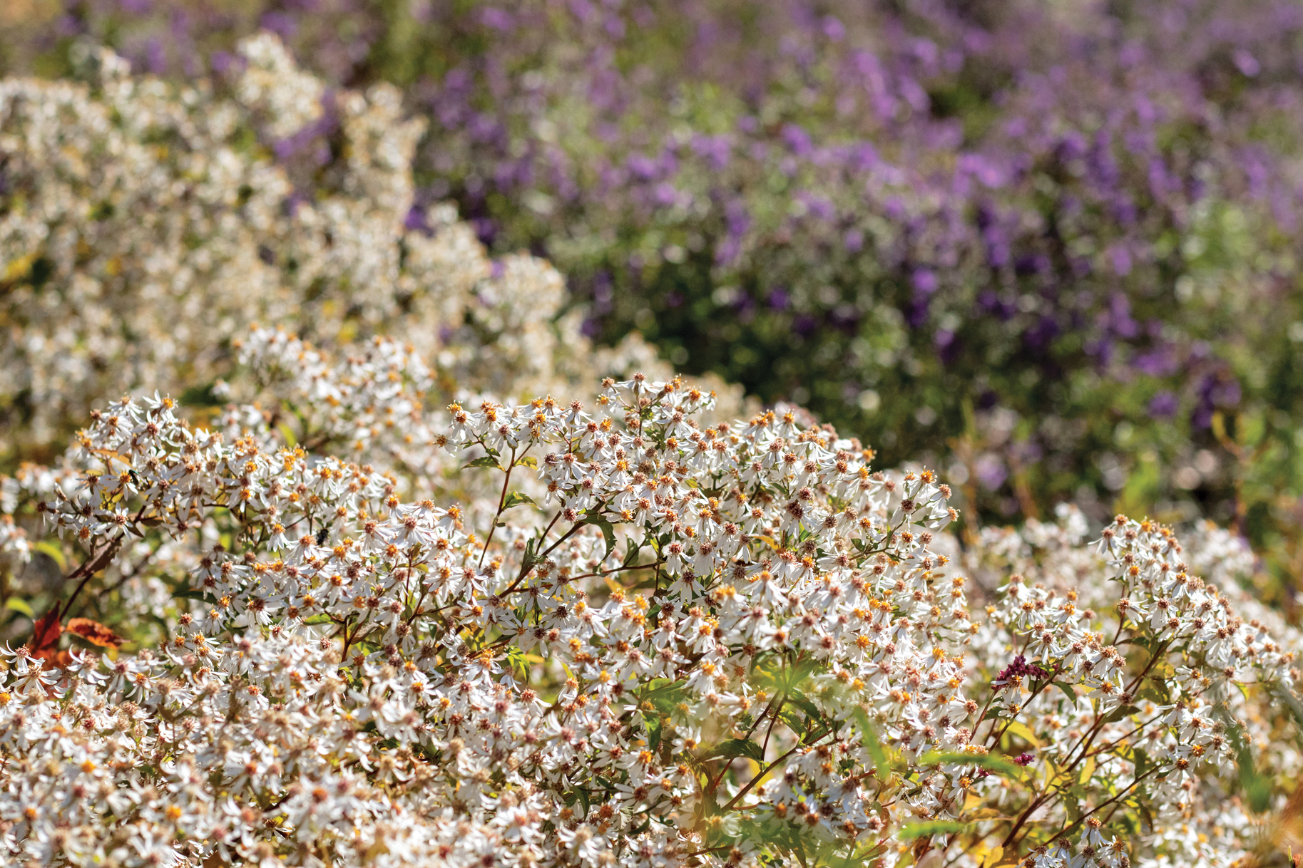 Two species of aster form drifts of white and purple color