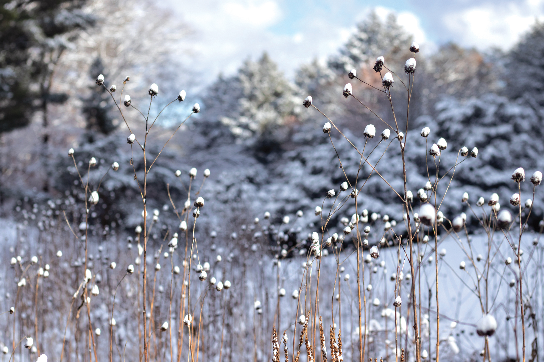 Seed heads with snow mounded on top