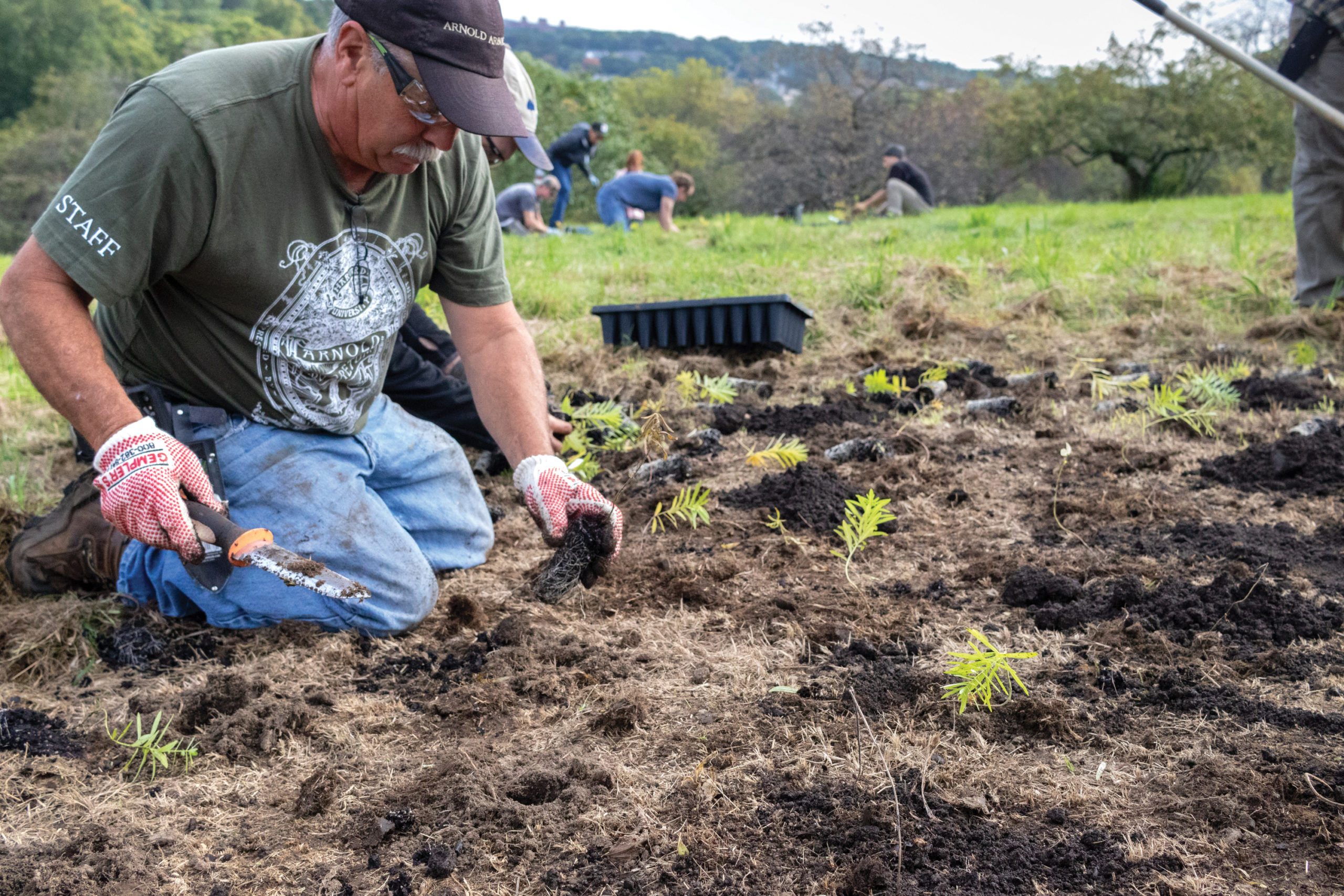 Horticulturist planting small seedlings with trowel