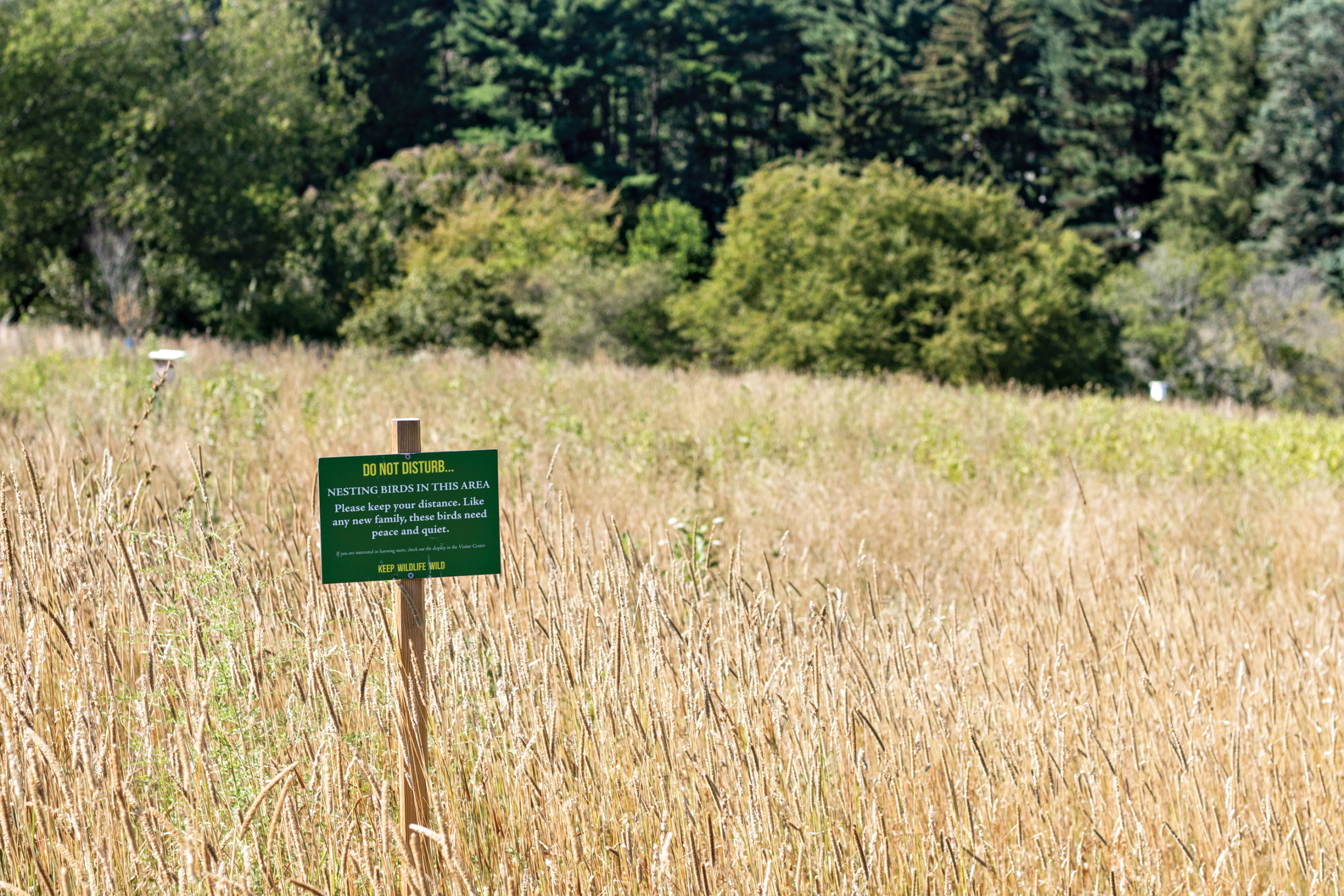 Sign in summer meadow grasses