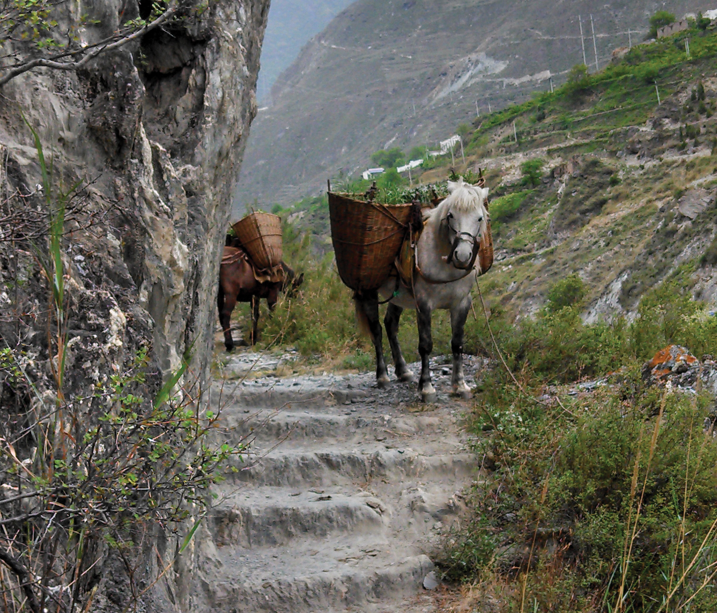 Horses loaded with baskets standing on narrow path